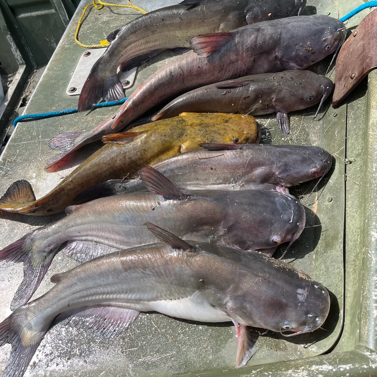 recently logged catches