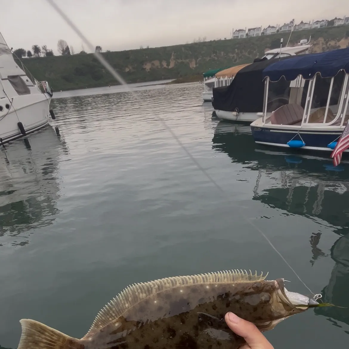 The most recent California halibut catches on Fishbrain