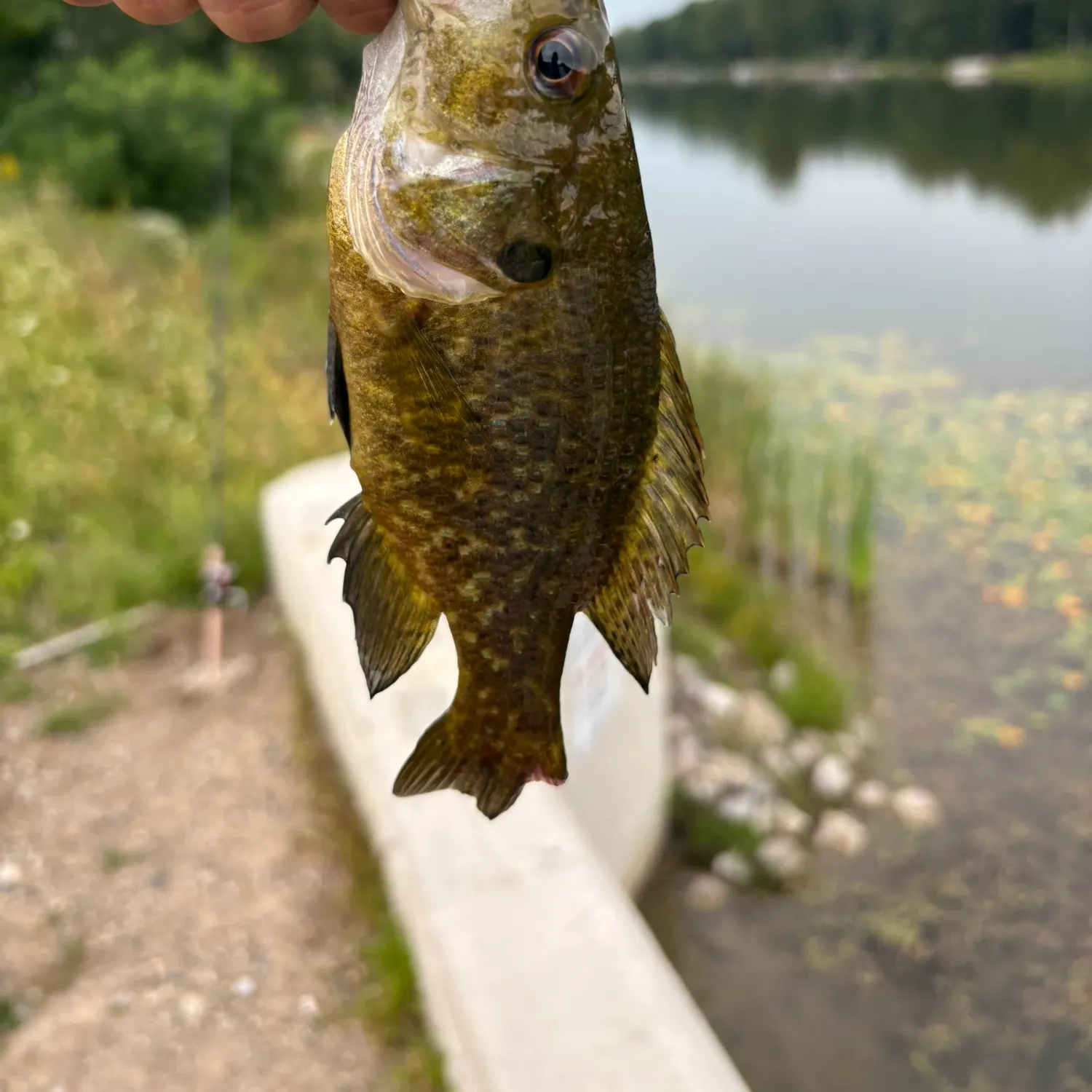 Warmouth caught on Fishbrain