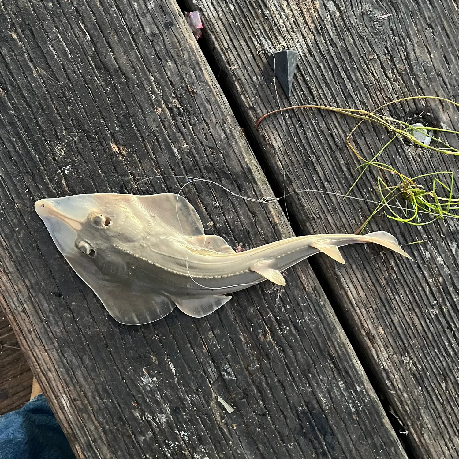 Pacific shovelnose guitarfish caught on Fishbrain