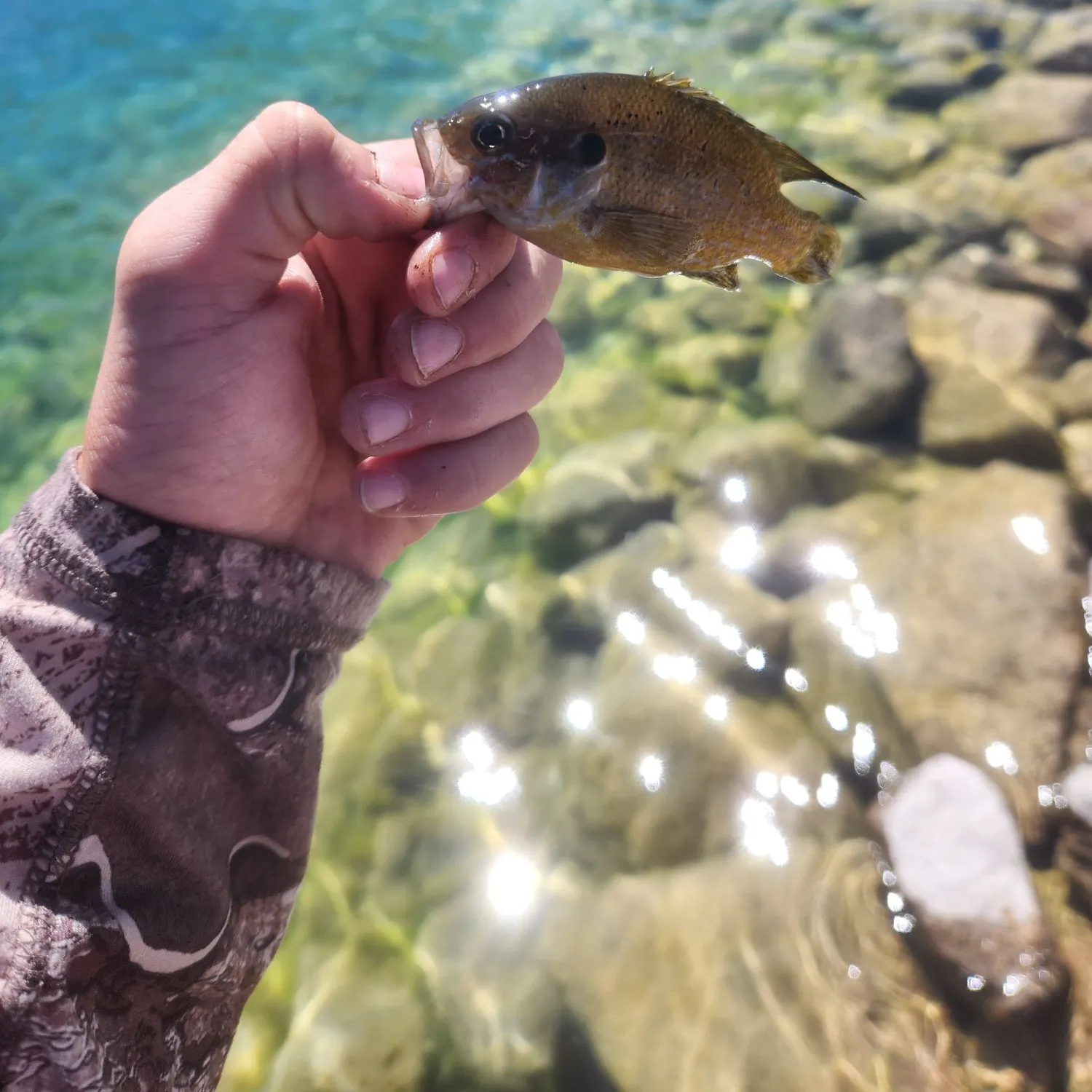 The most recent Bluegill catches on Fishbrain