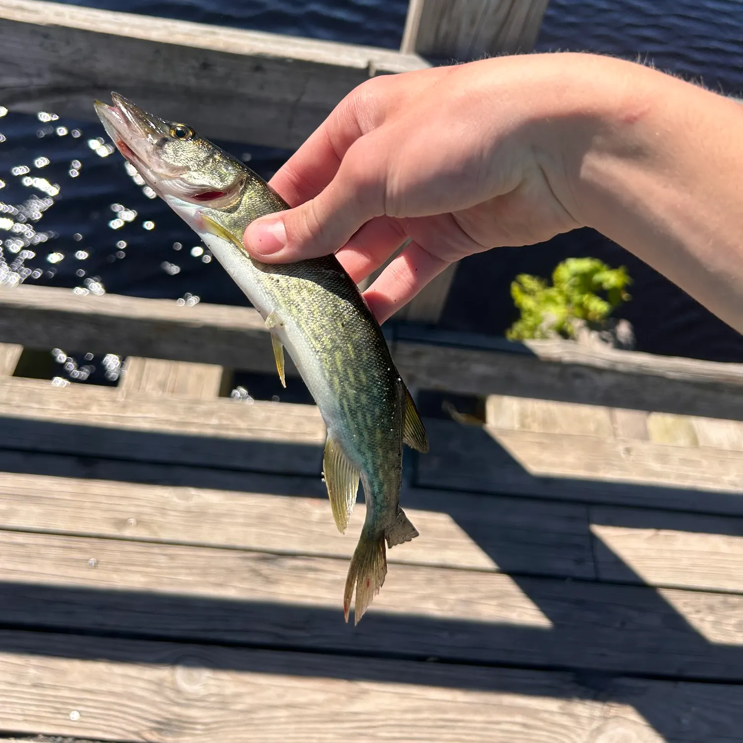 catch