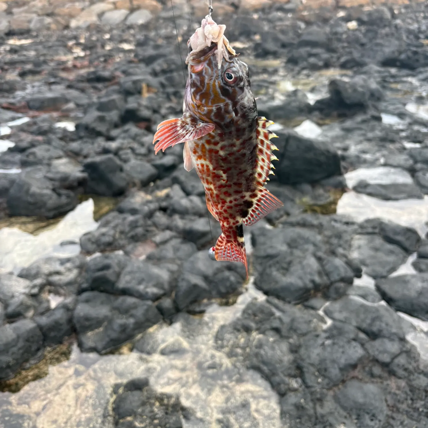 The most recent Stocky hawkfish catches on Fishbrain