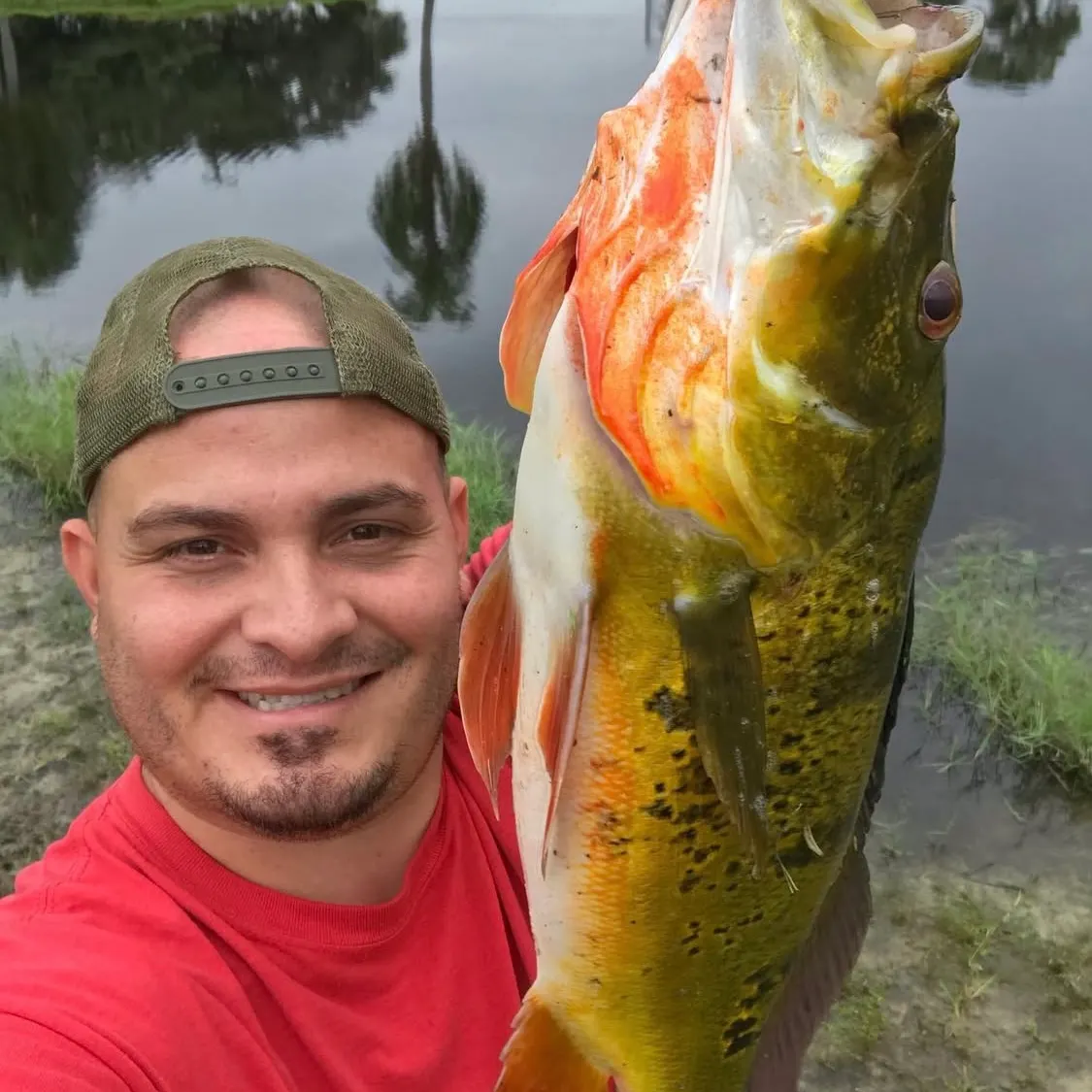The most recent Butterfly peacock bass catches on Fishbrain