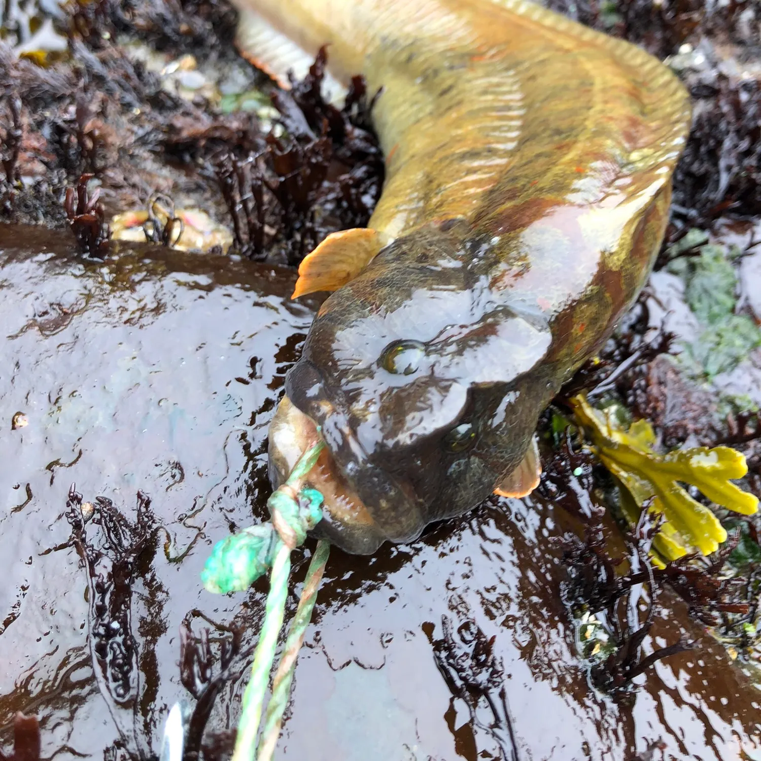 The most recent Monkeyface prickleback catches on Fishbrain