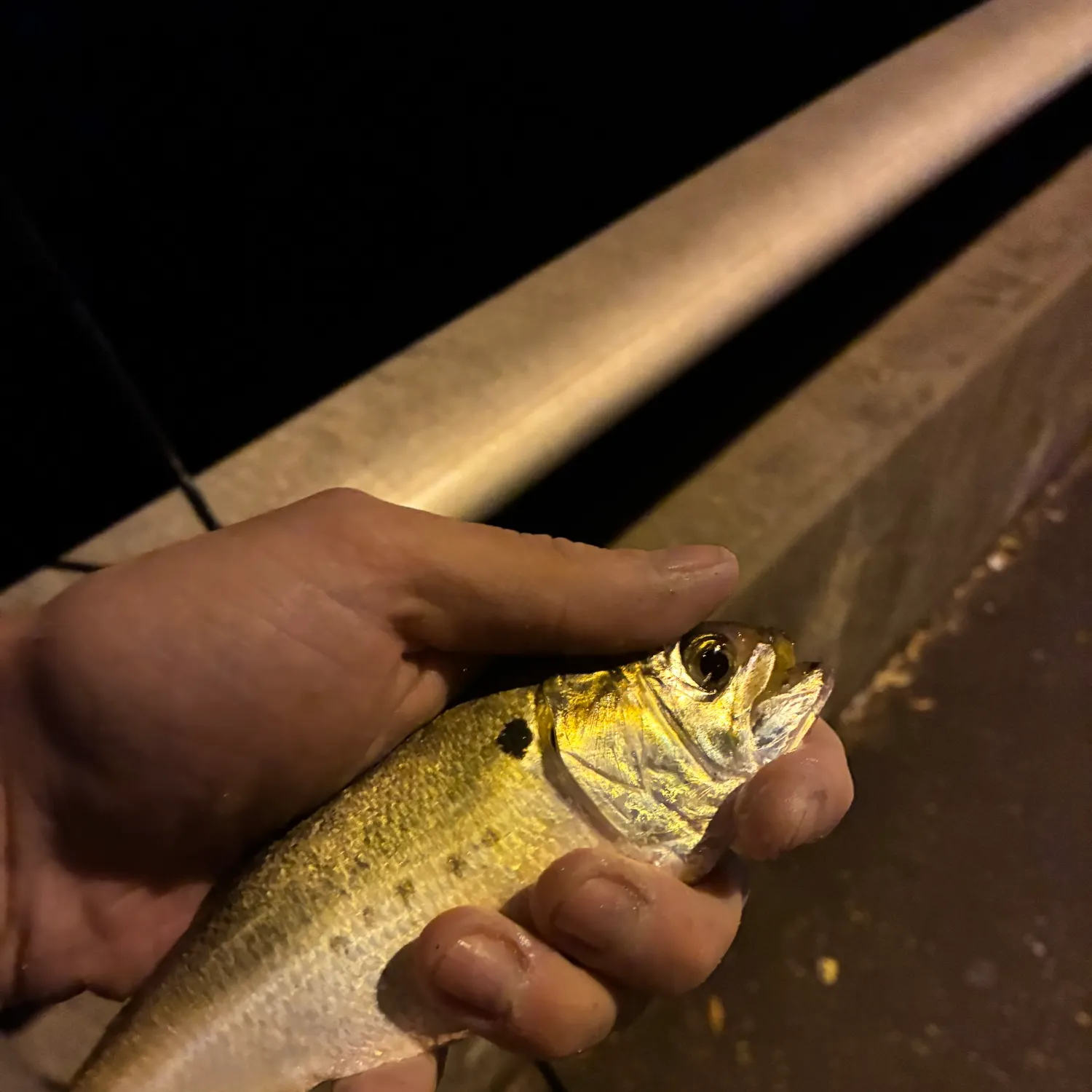 The most recent Atlantic menhaden catches on Fishbrain