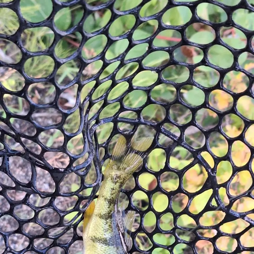 Yellow perch caught on Fishbrain