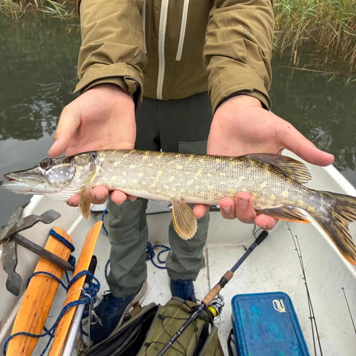 Northern pike caught on Fishbrain