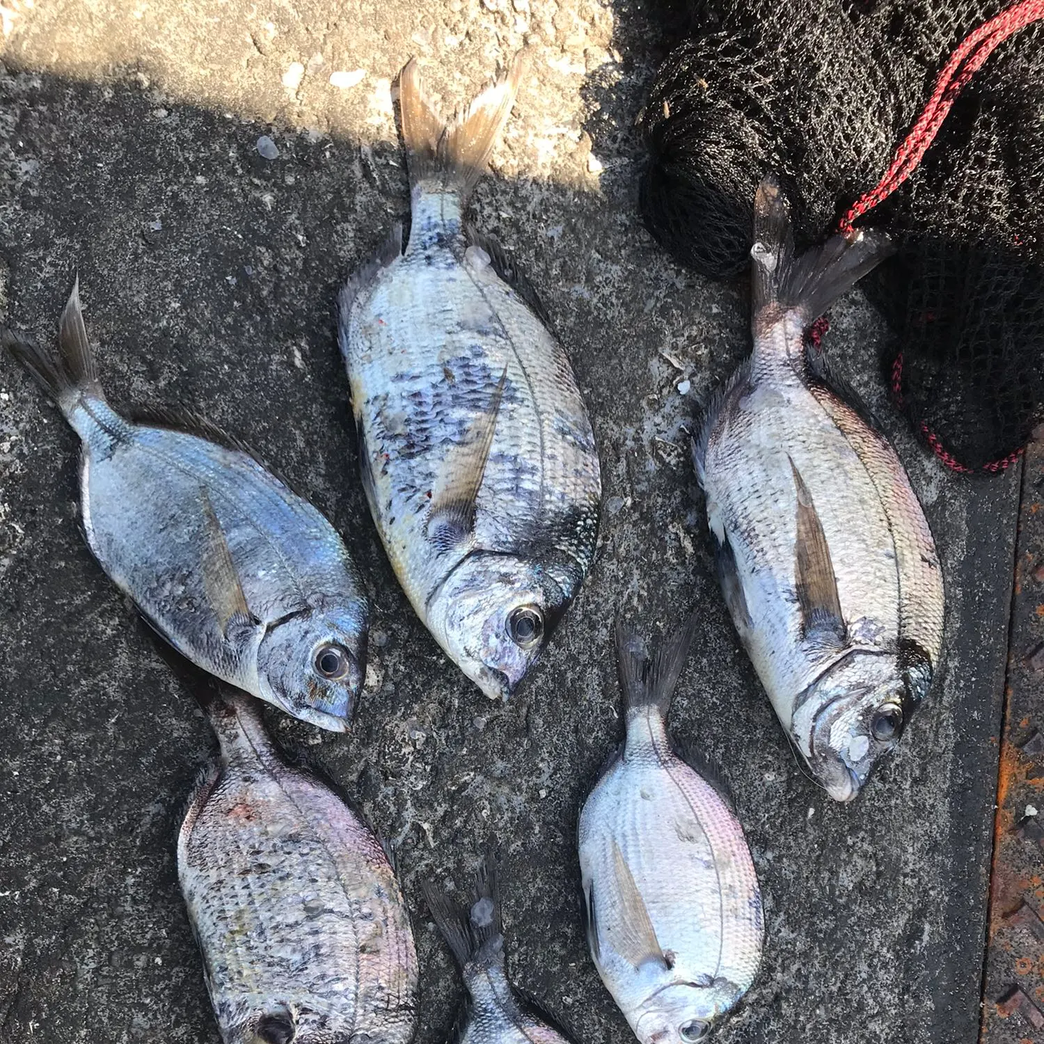 recently logged catches