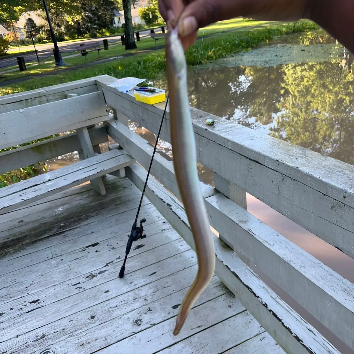 The most recent American eel catches on Fishbrain