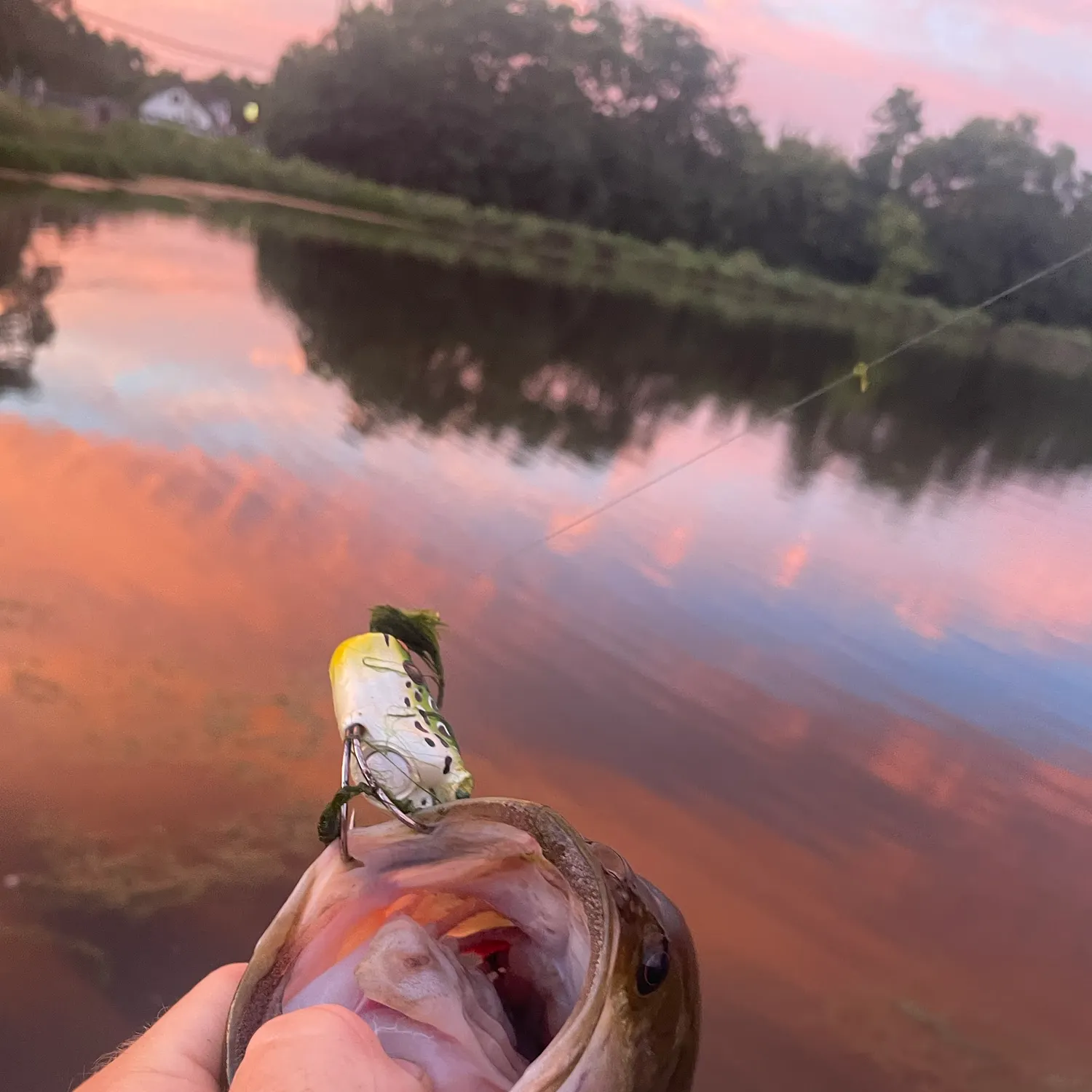 Fish caught on Fishbrain