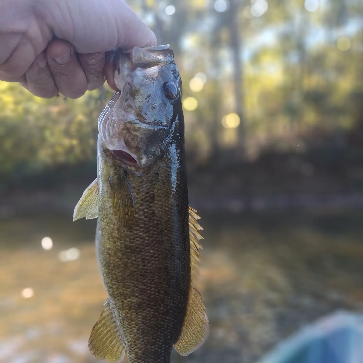 Smallmouth bass caught on Fishbrain