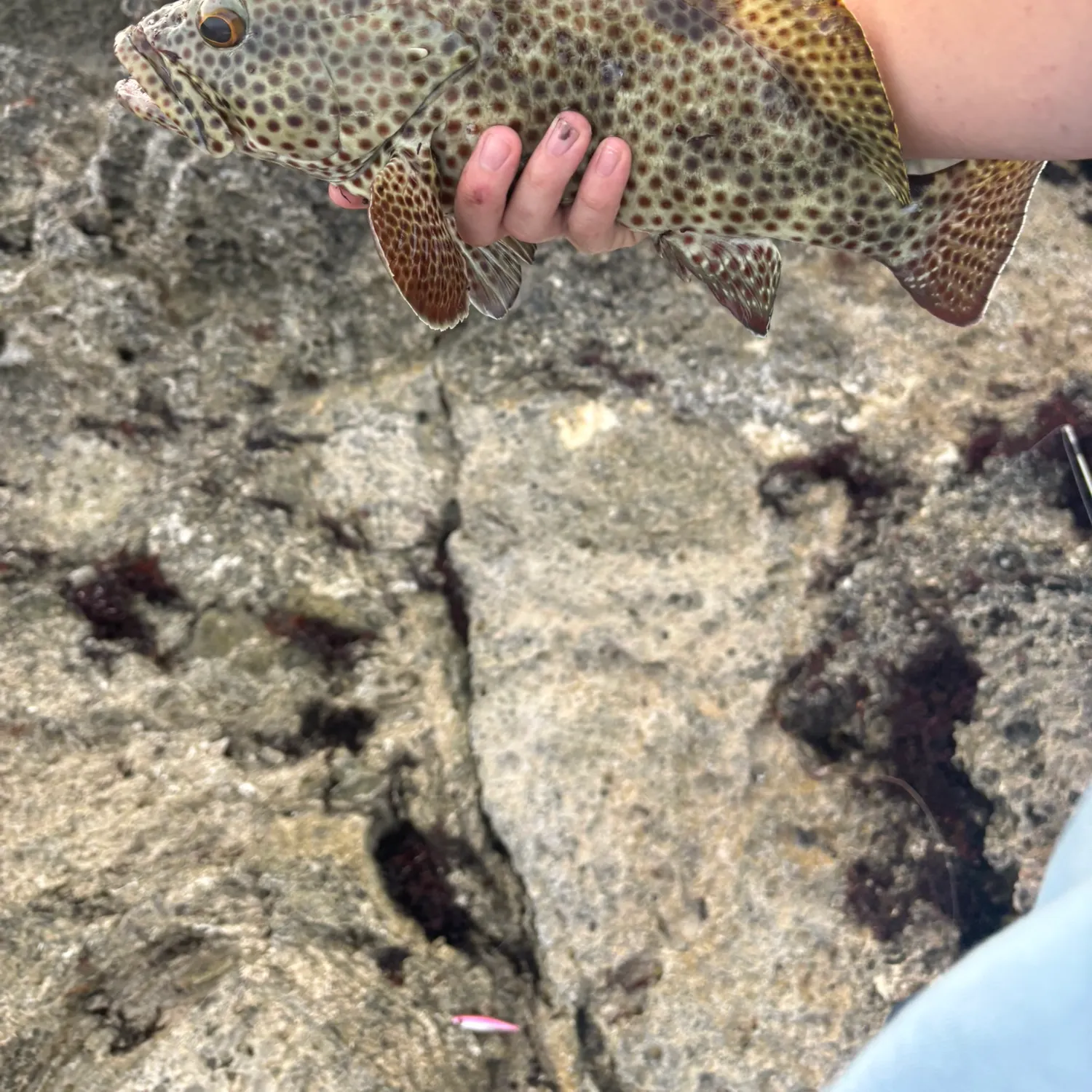 The most recent Rock hind catches on Fishbrain