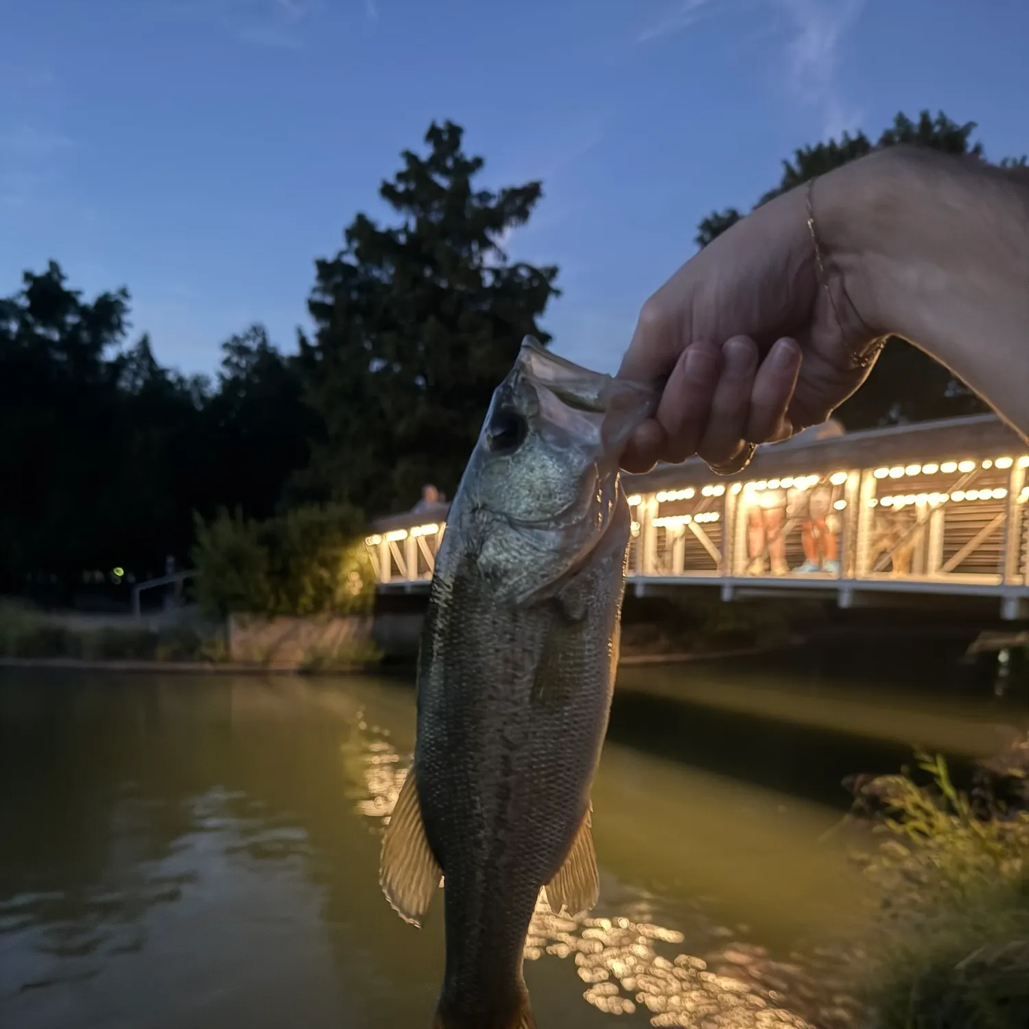 Largemouth bass caught on Fishbrain