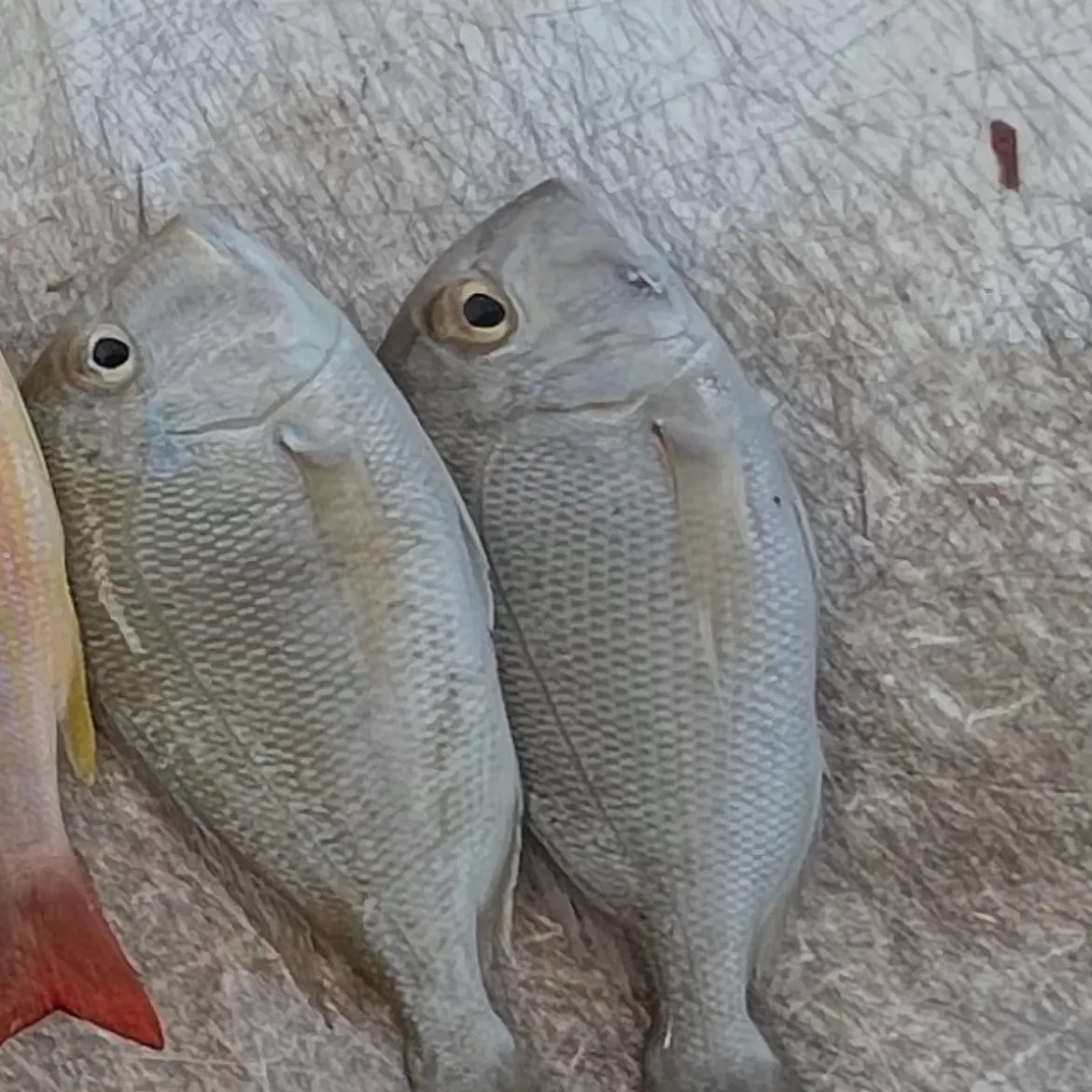 The most recent Knobbed Porgy catches on Fishbrain