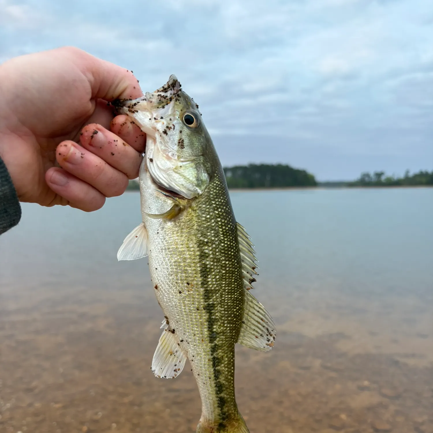 The most recent Spotted bass catches on Fishbrain