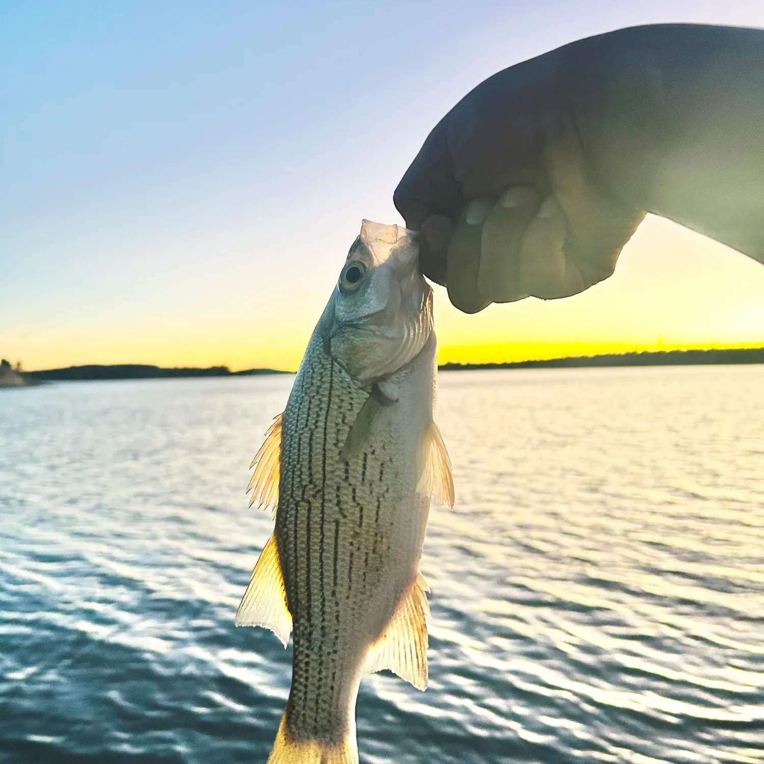 Wiper caught on Fishbrain