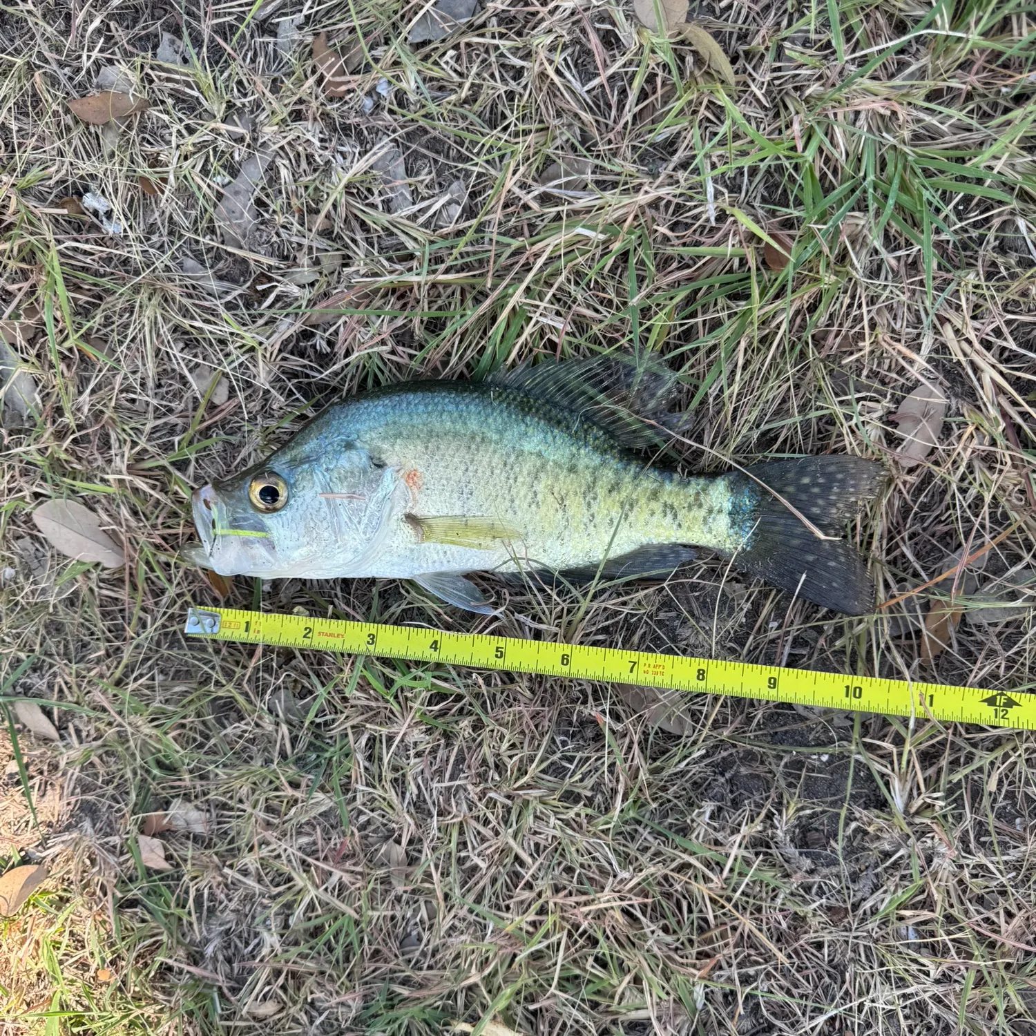 White crappie caught on Fishbrain
