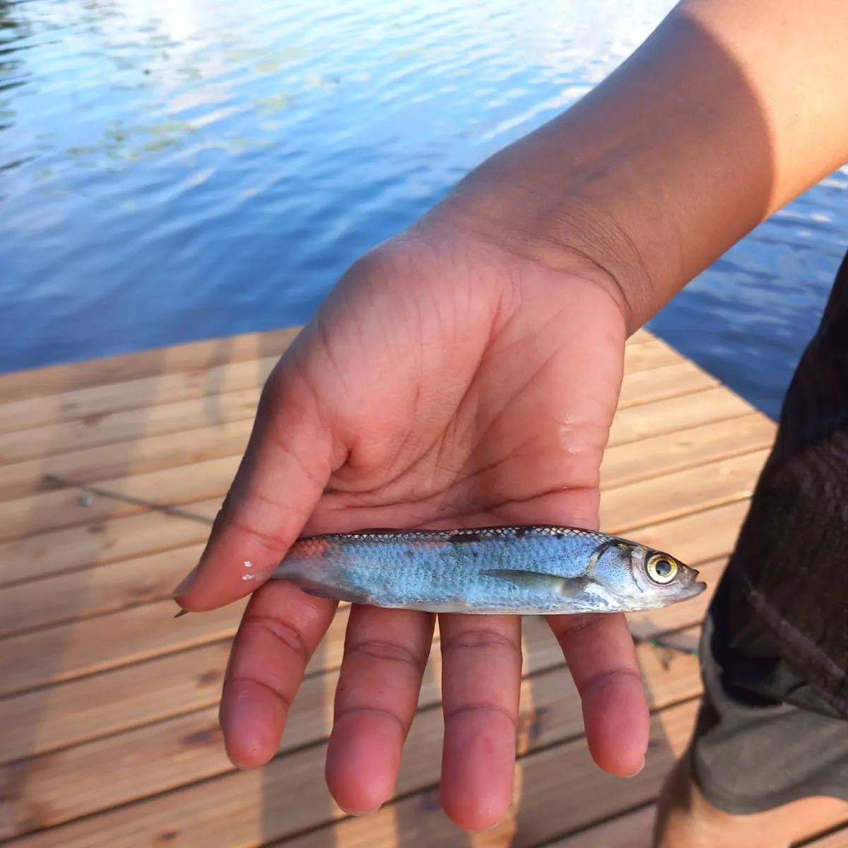 White bream caught on Fishbrain