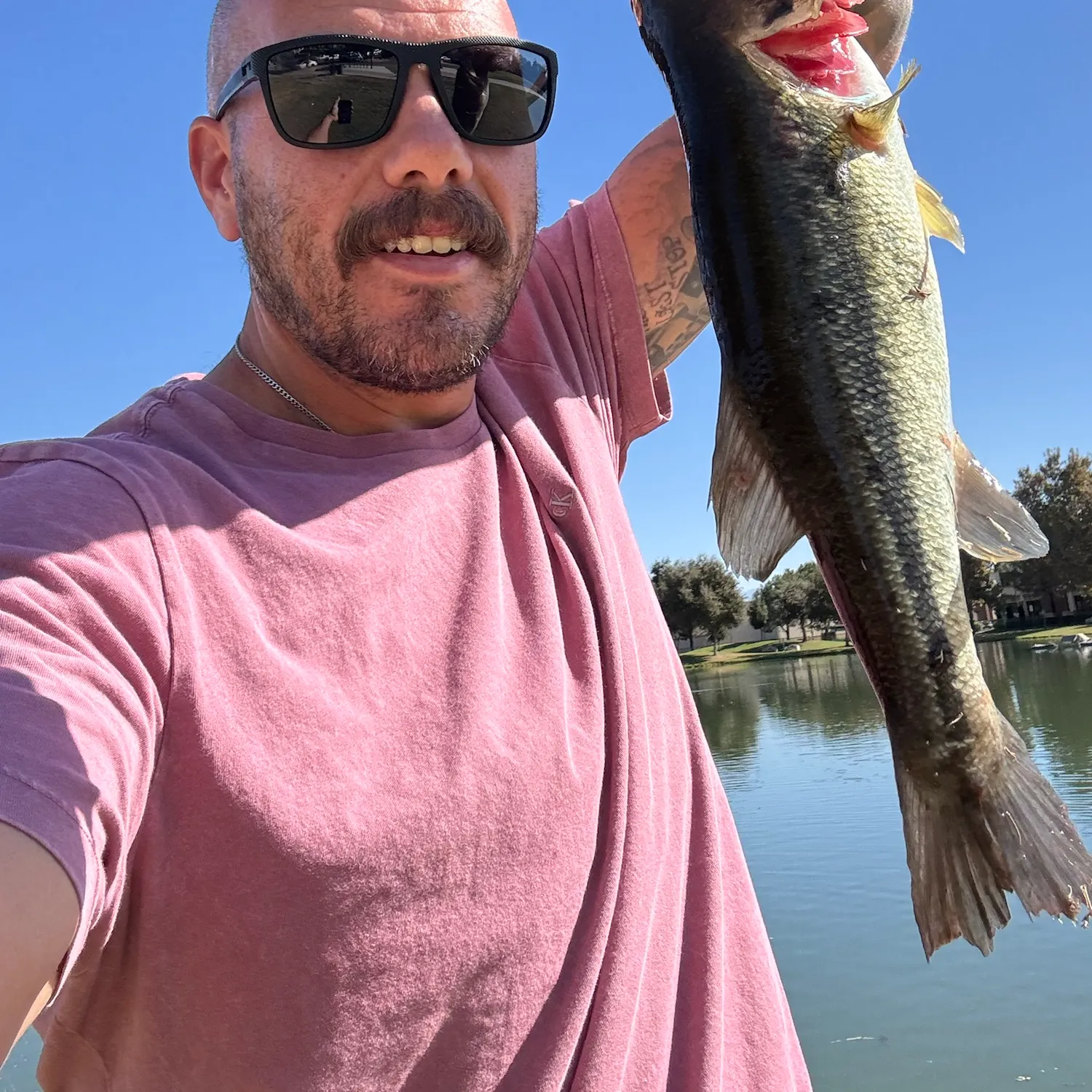 Largemouth bass caught on Fishbrain