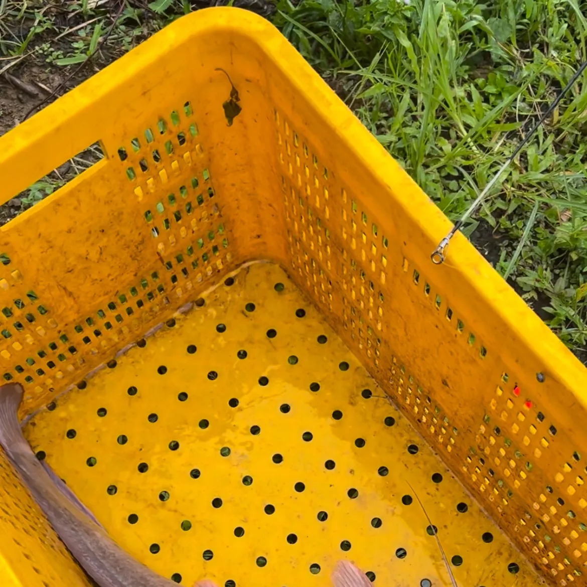 The most recent North African catfish catches on Fishbrain