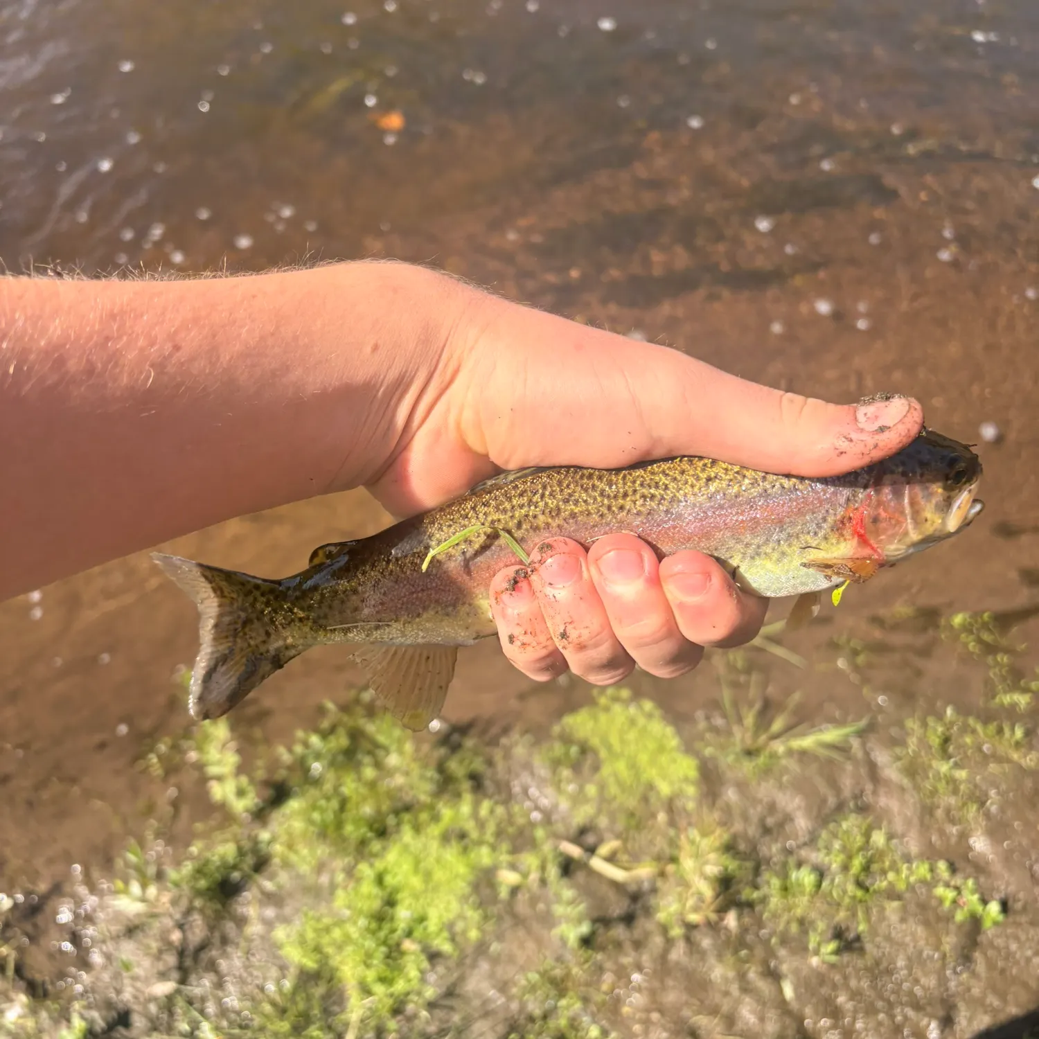 Rainbow trout caught on Fishbrain