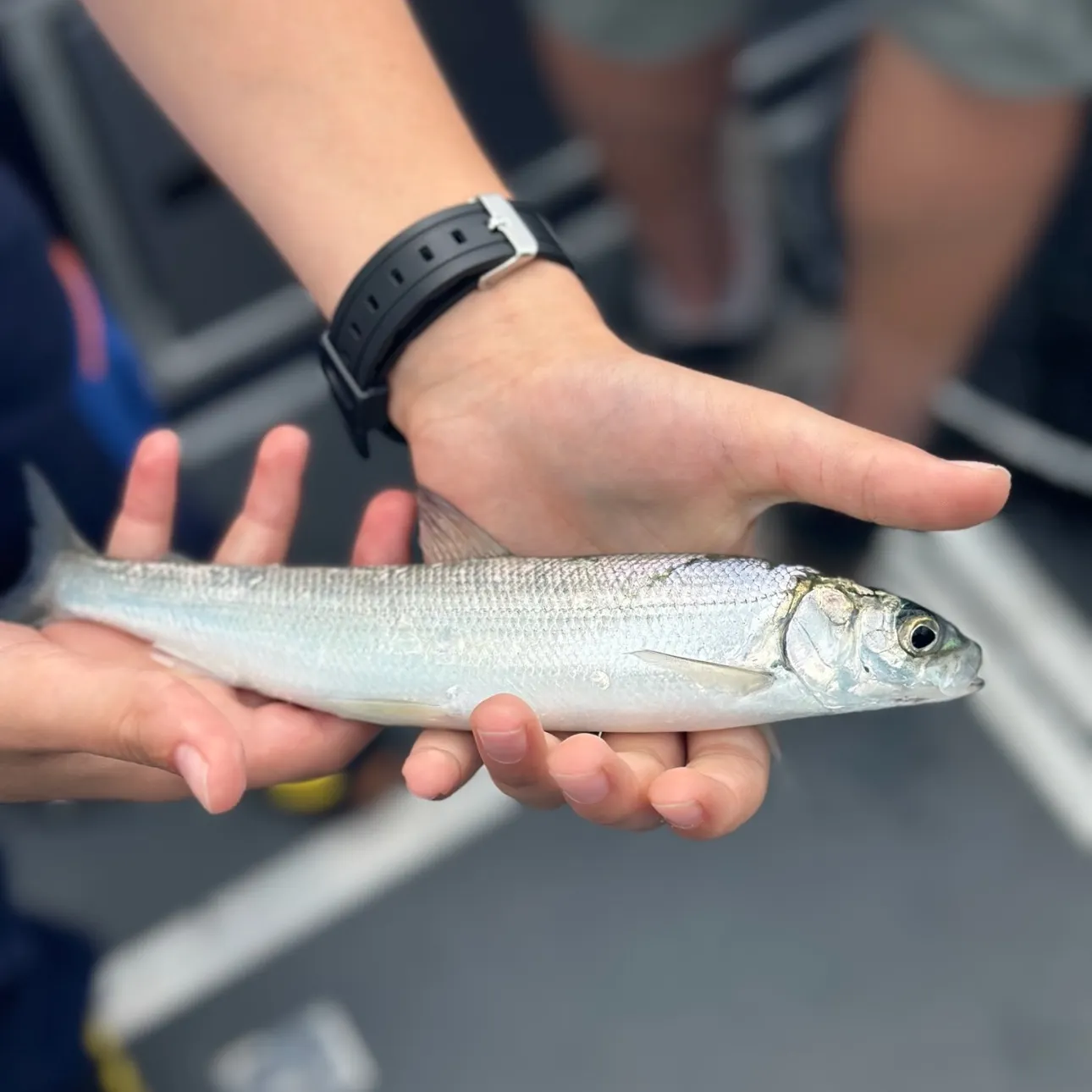 The most recent Northern cisco catches on Fishbrain