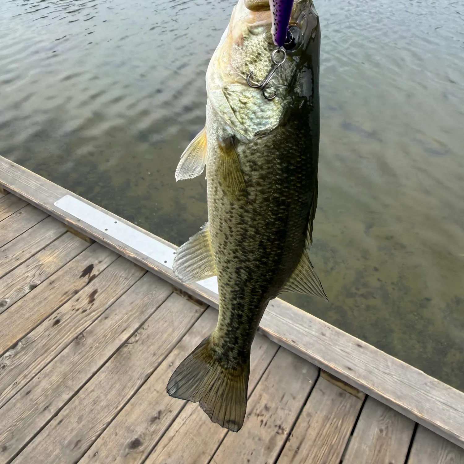 Largemouth bass caught on Fishbrain