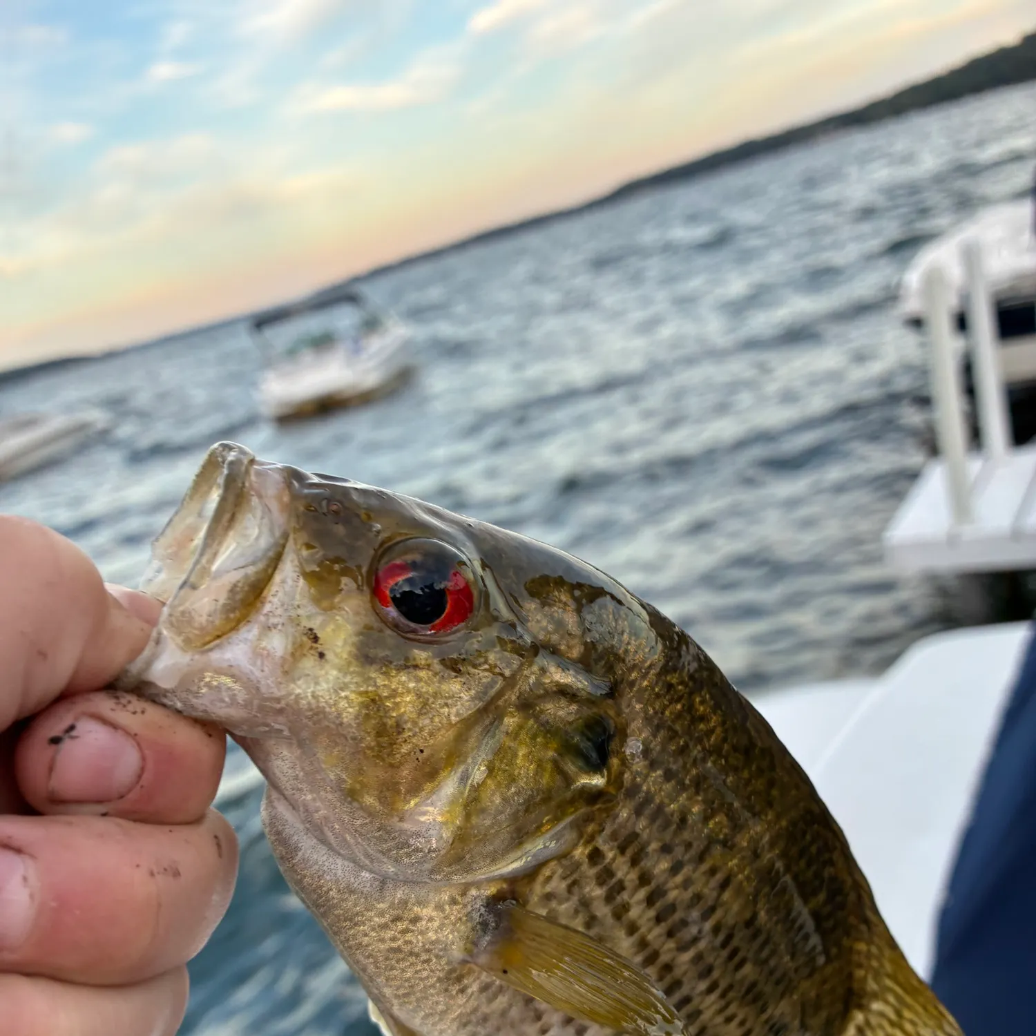 Rock bass caught on Fishbrain