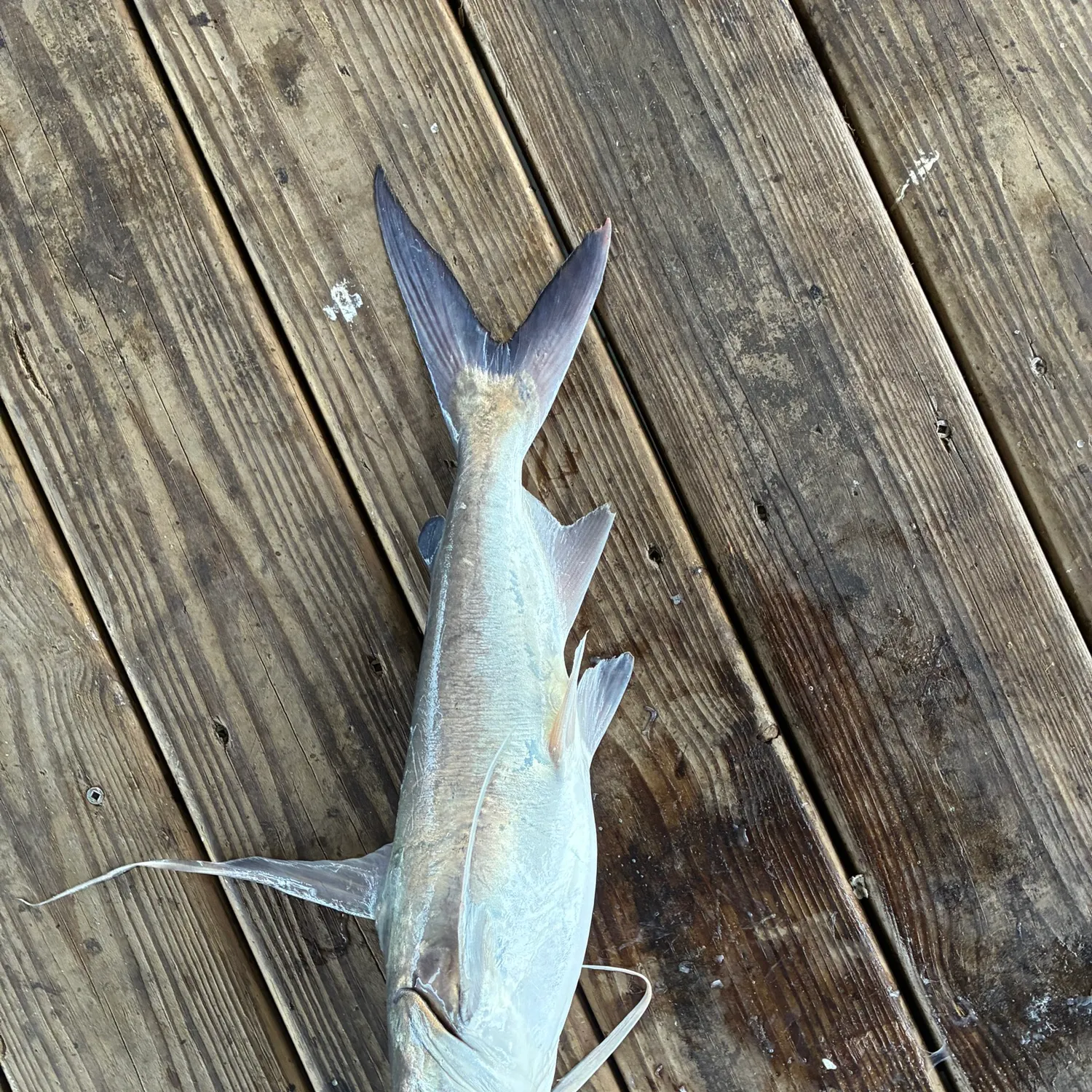 Gafftopsail sea catfish caught on Fishbrain