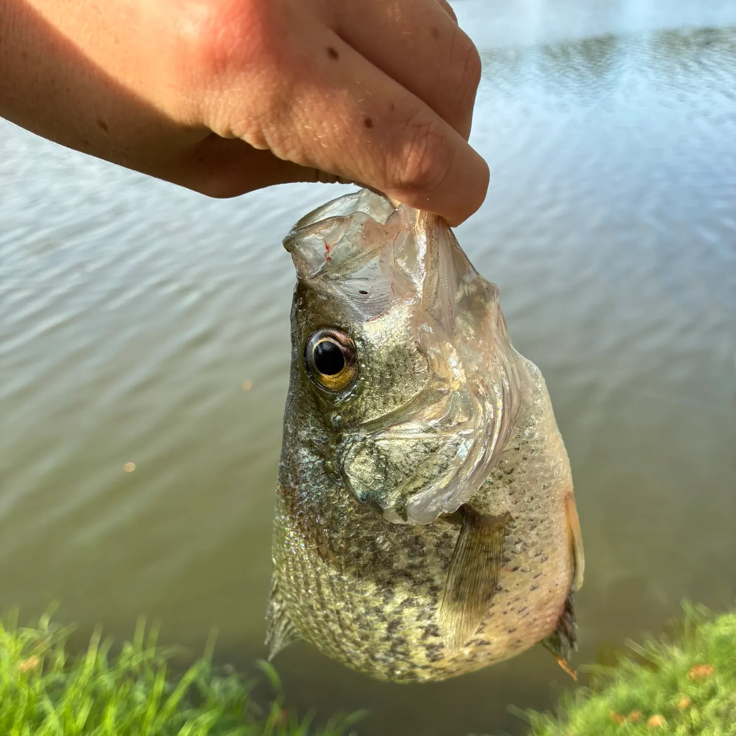 Black crappie caught on Fishbrain