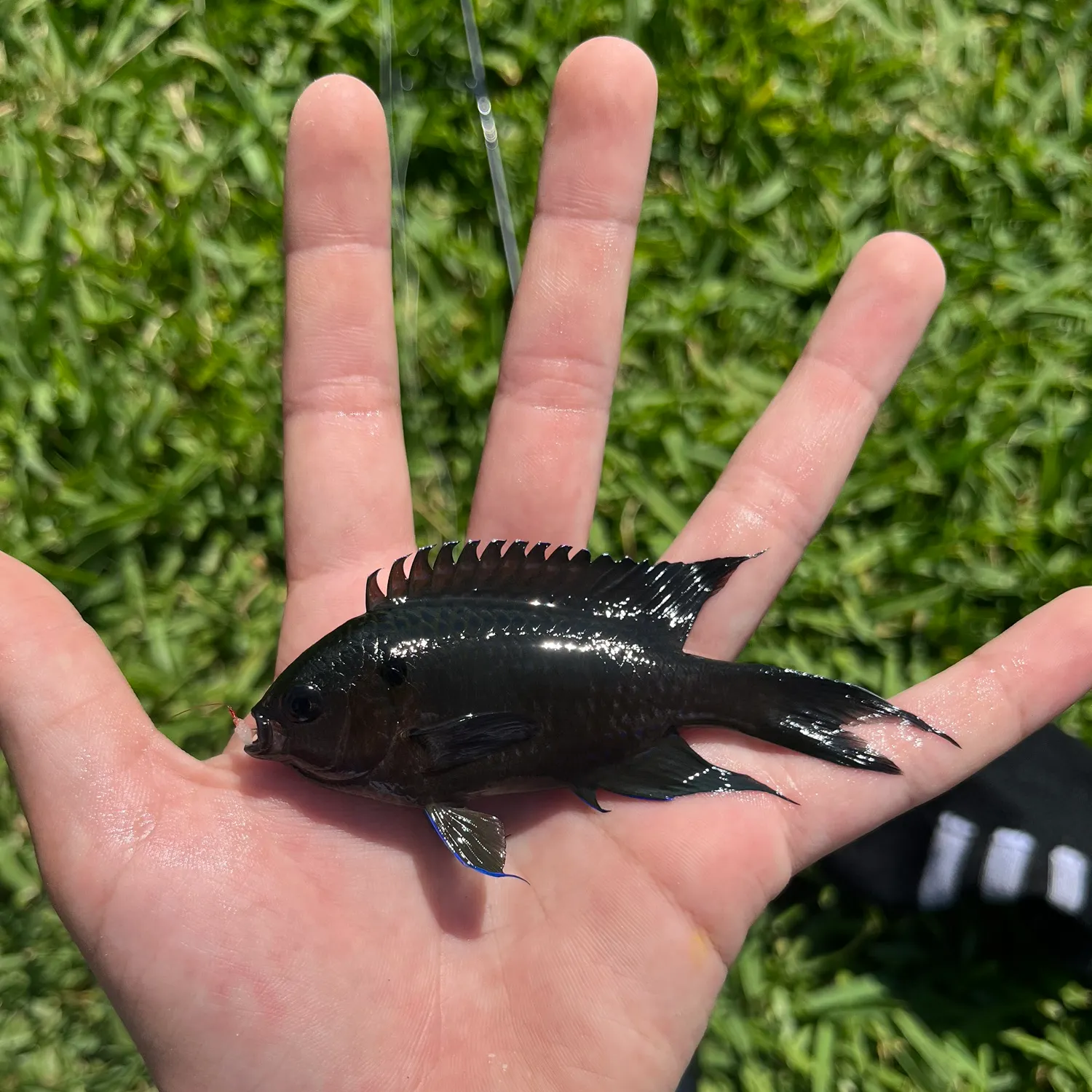 The most recent Regal demoiselle catches on Fishbrain