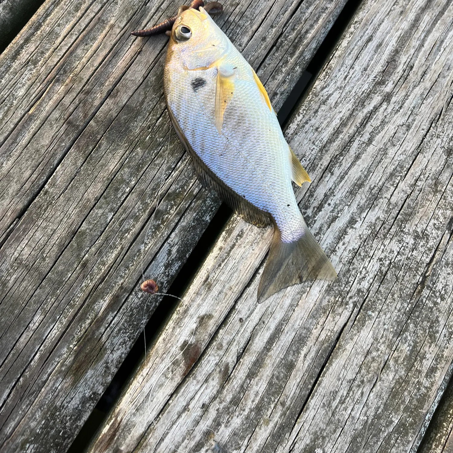 Spot croaker caught on Fishbrain