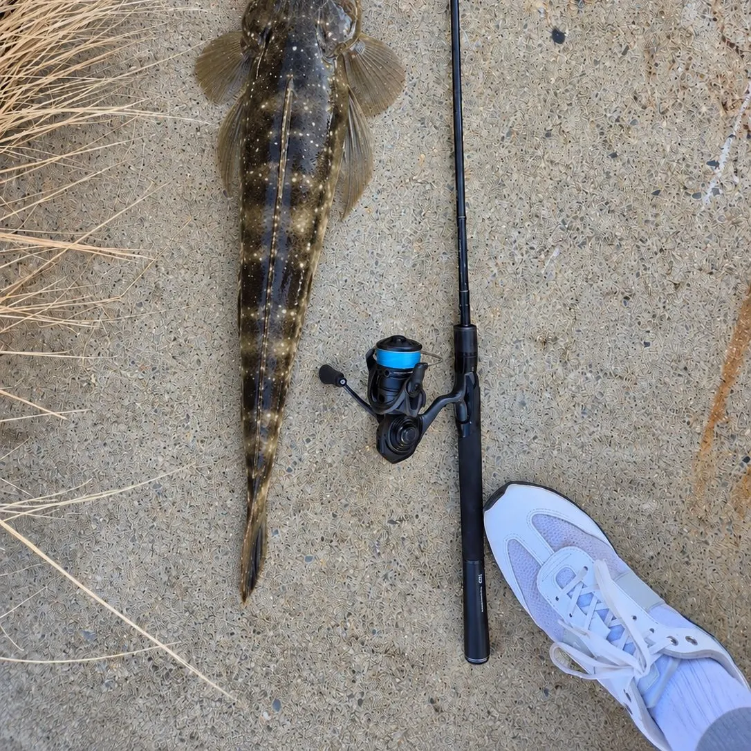 Dusky flathead caught on Fishbrain