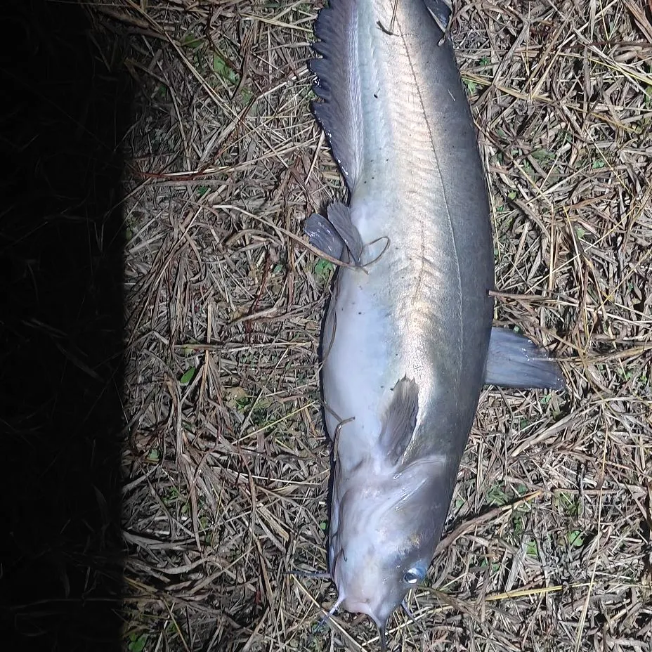 The most recent Channel catfish catches on Fishbrain