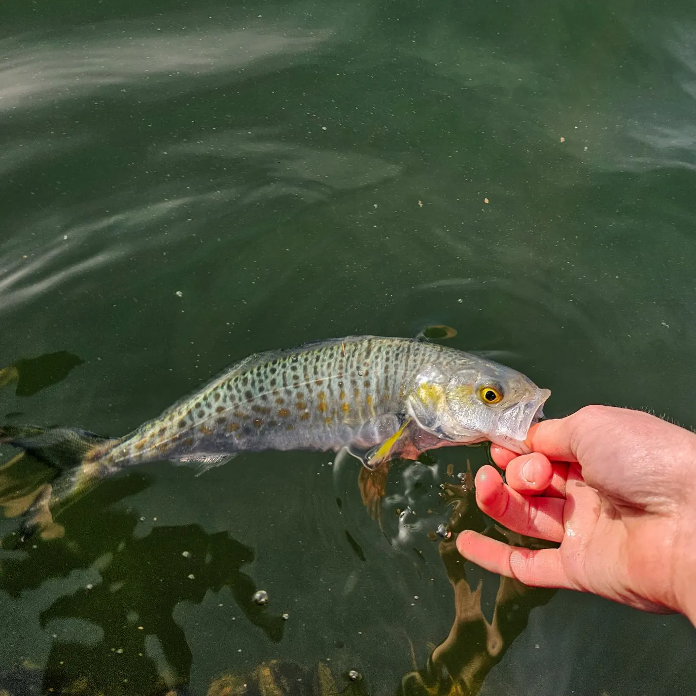 The most recent Australian salmon catches on Fishbrain