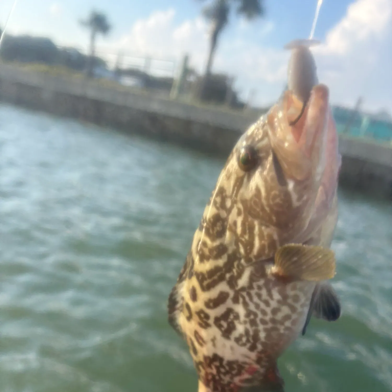 The most recent Gag grouper catches on Fishbrain