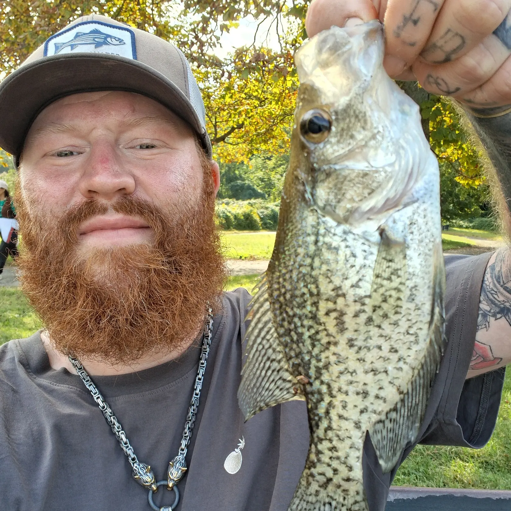 Black crappie caught on Fishbrain