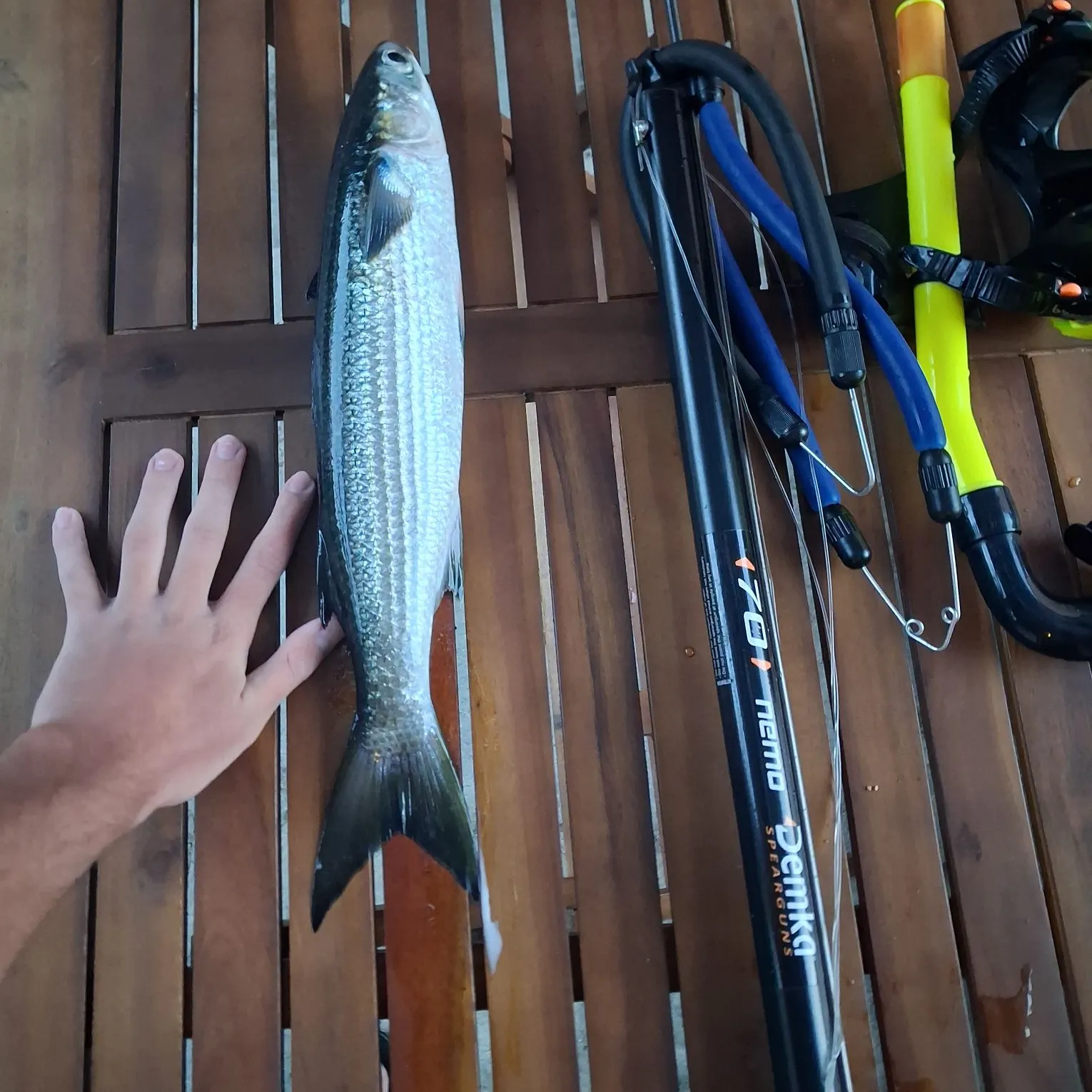 Striped mullet caught on Fishbrain