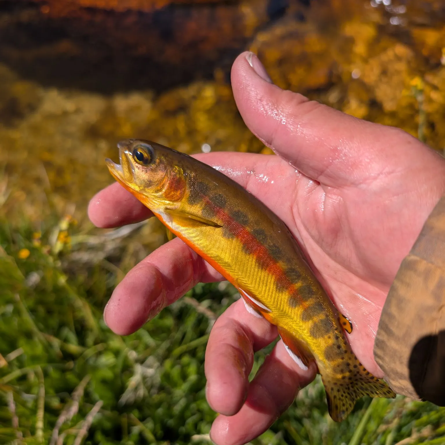 The most recent Golden trout catches on Fishbrain
