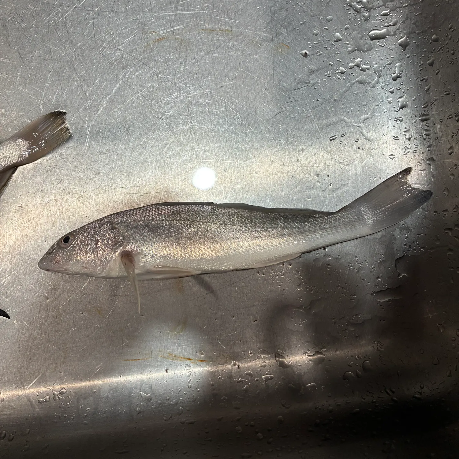 Gulf kingcroaker caught on Fishbrain