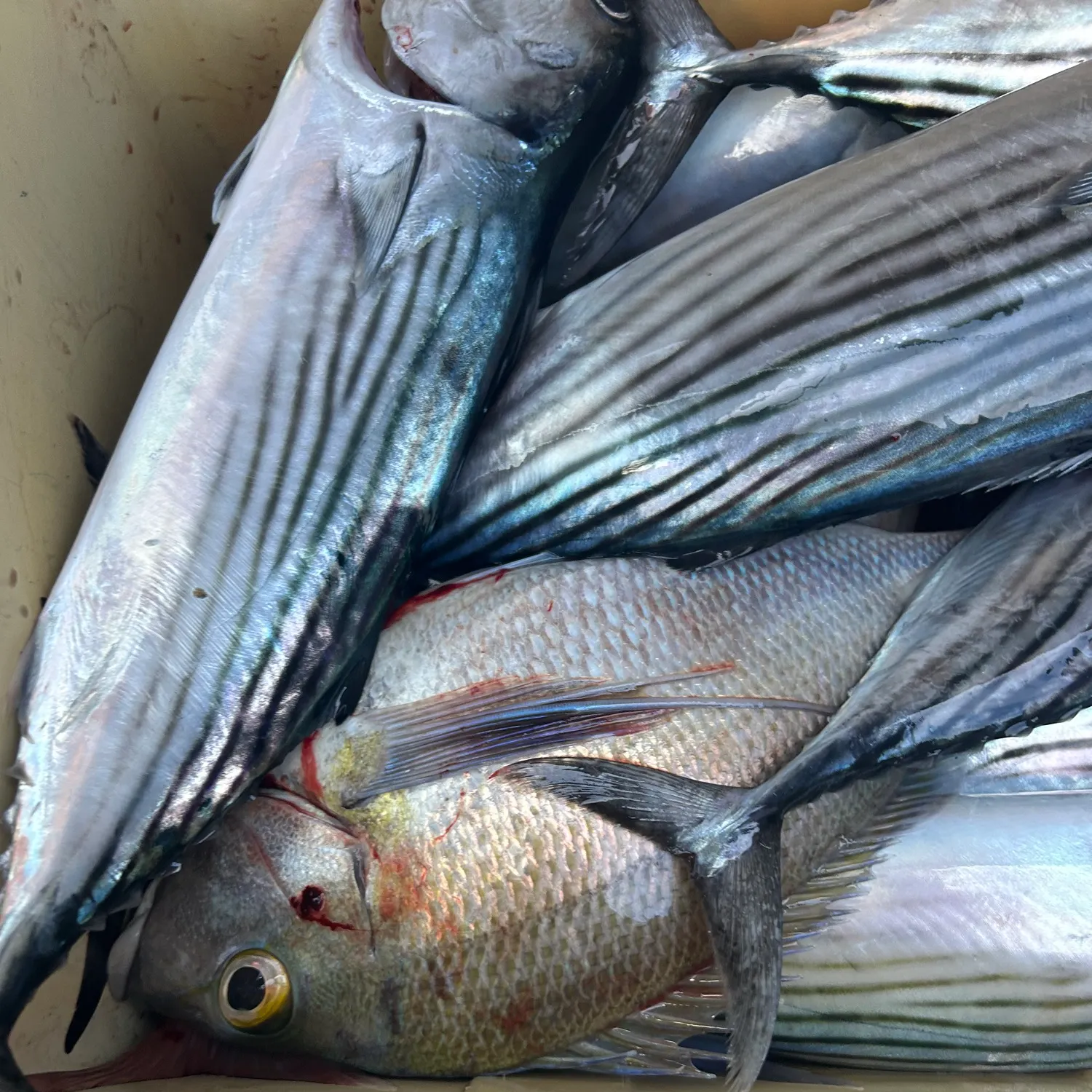 The most recent Blue morwong catches on Fishbrain