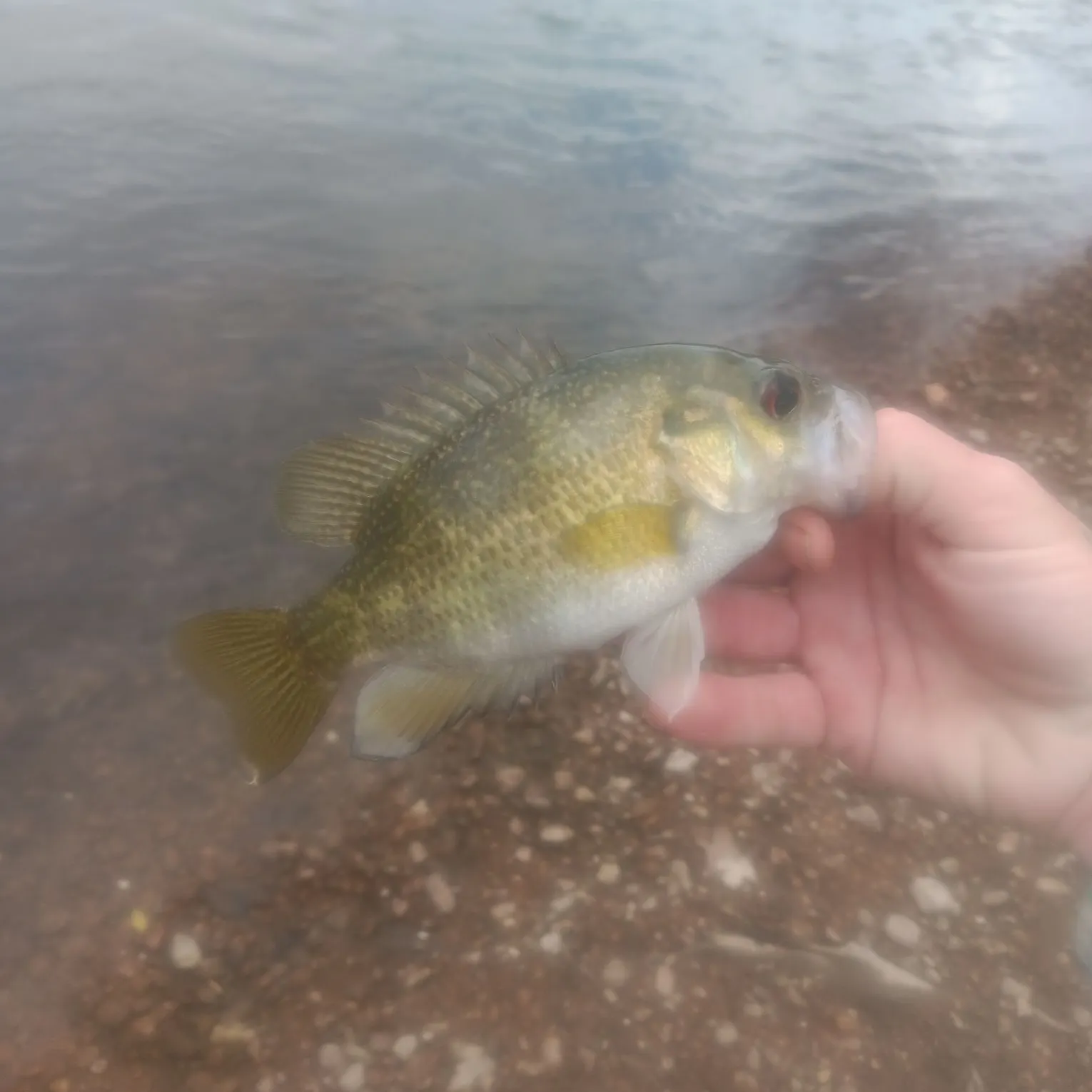 The most recent Rock bass catches on Fishbrain