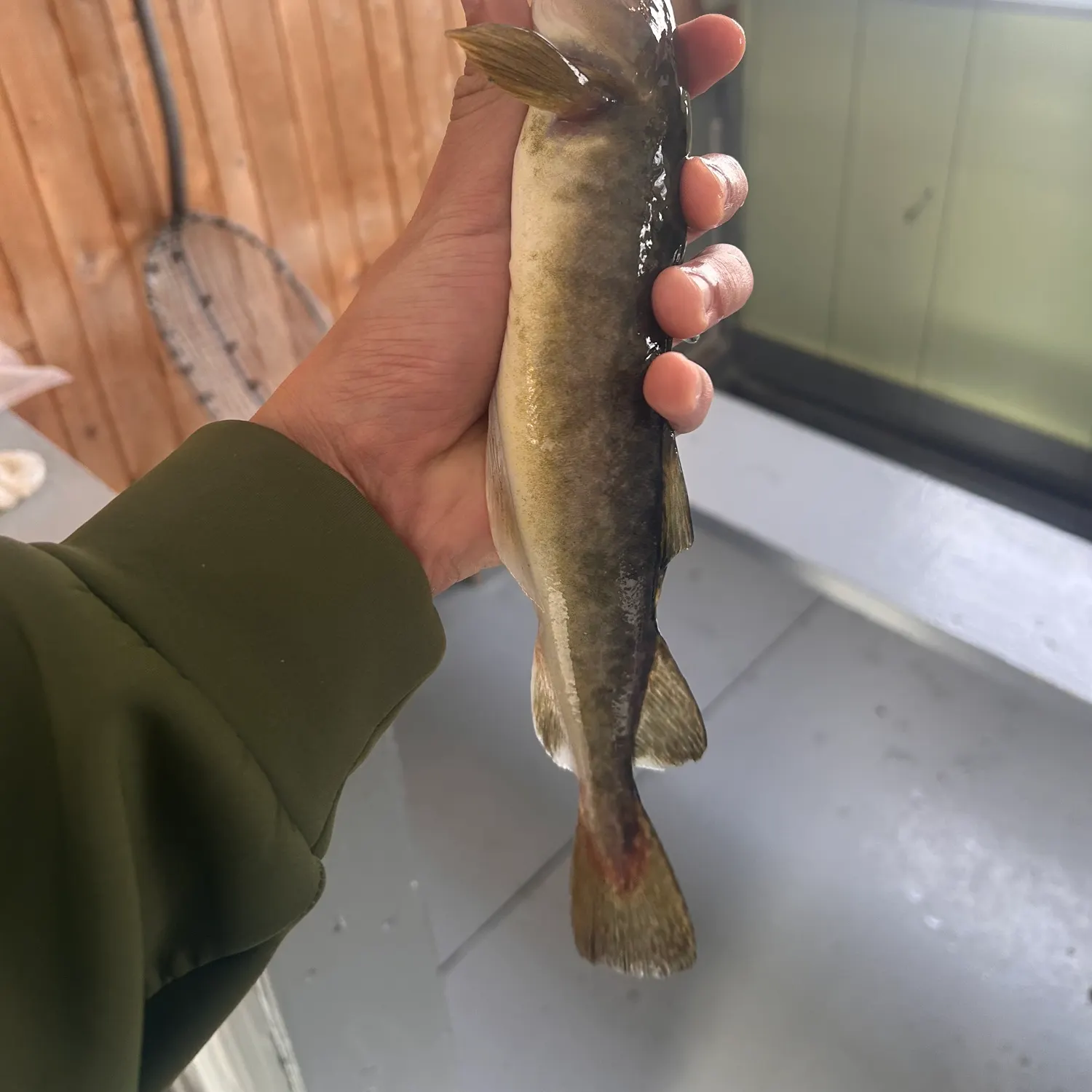 The most recent Atlantic tomcod catches on Fishbrain