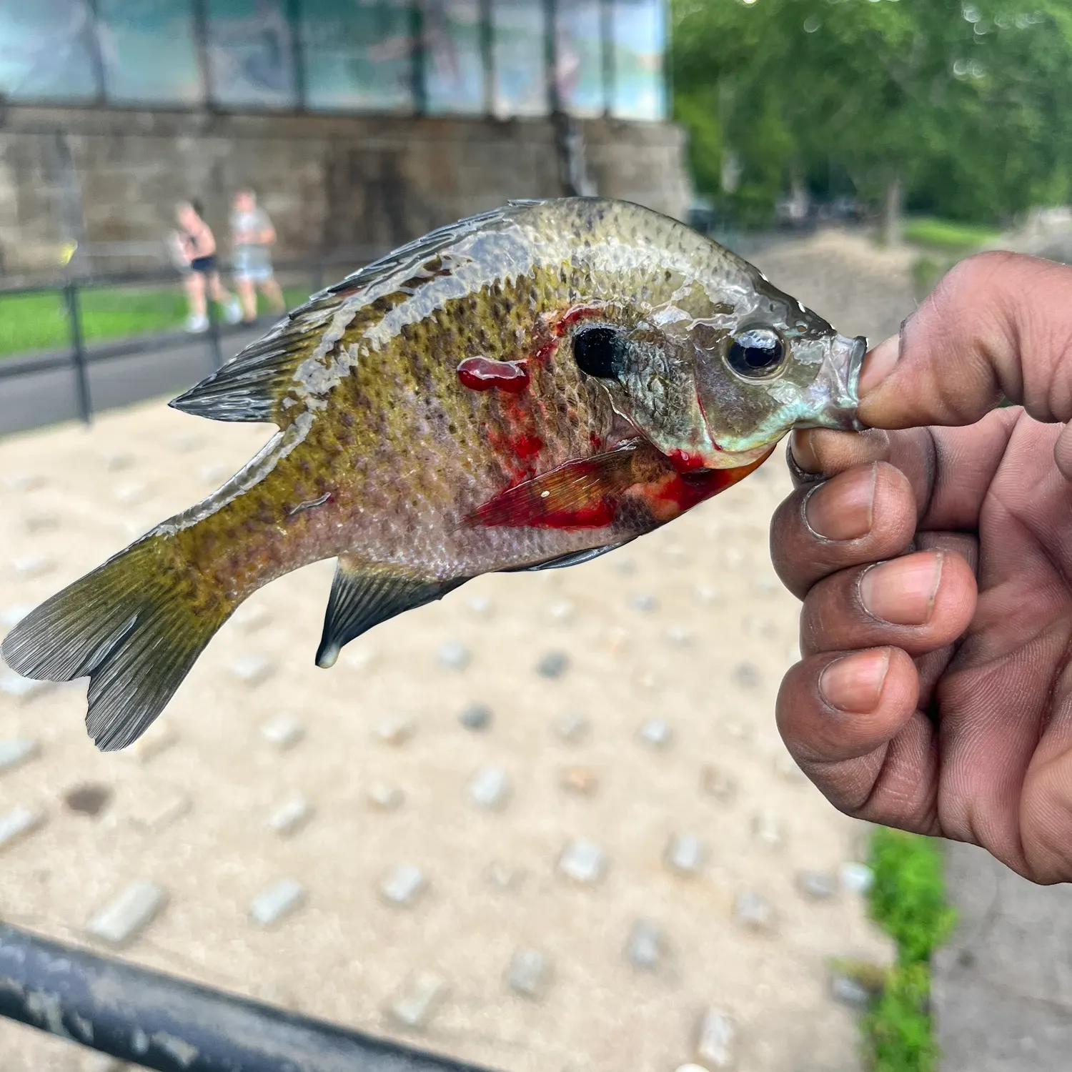 catch