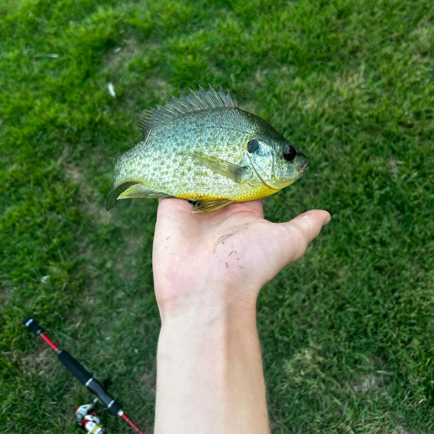 Redear sunfish caught on Fishbrain