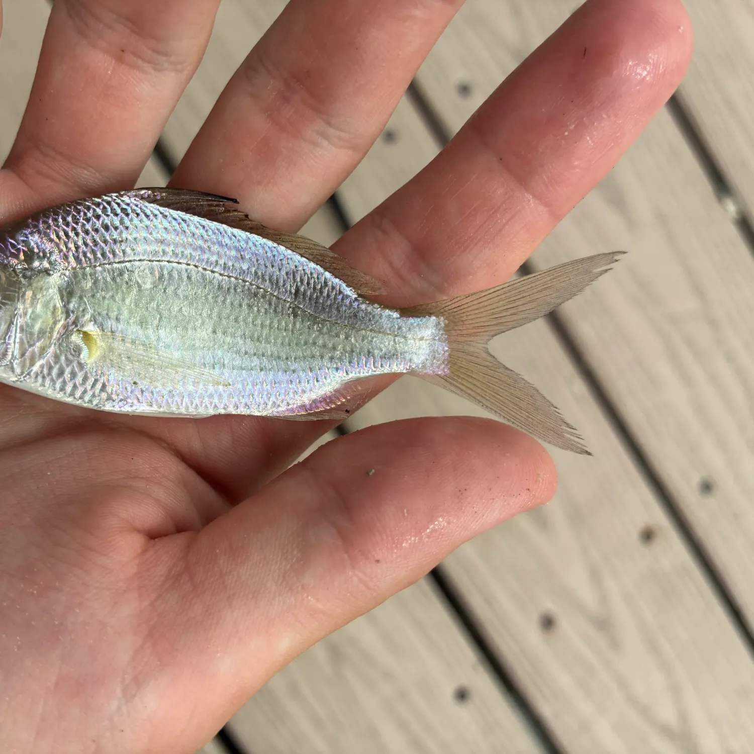 The most recent Silver jenny catches on Fishbrain
