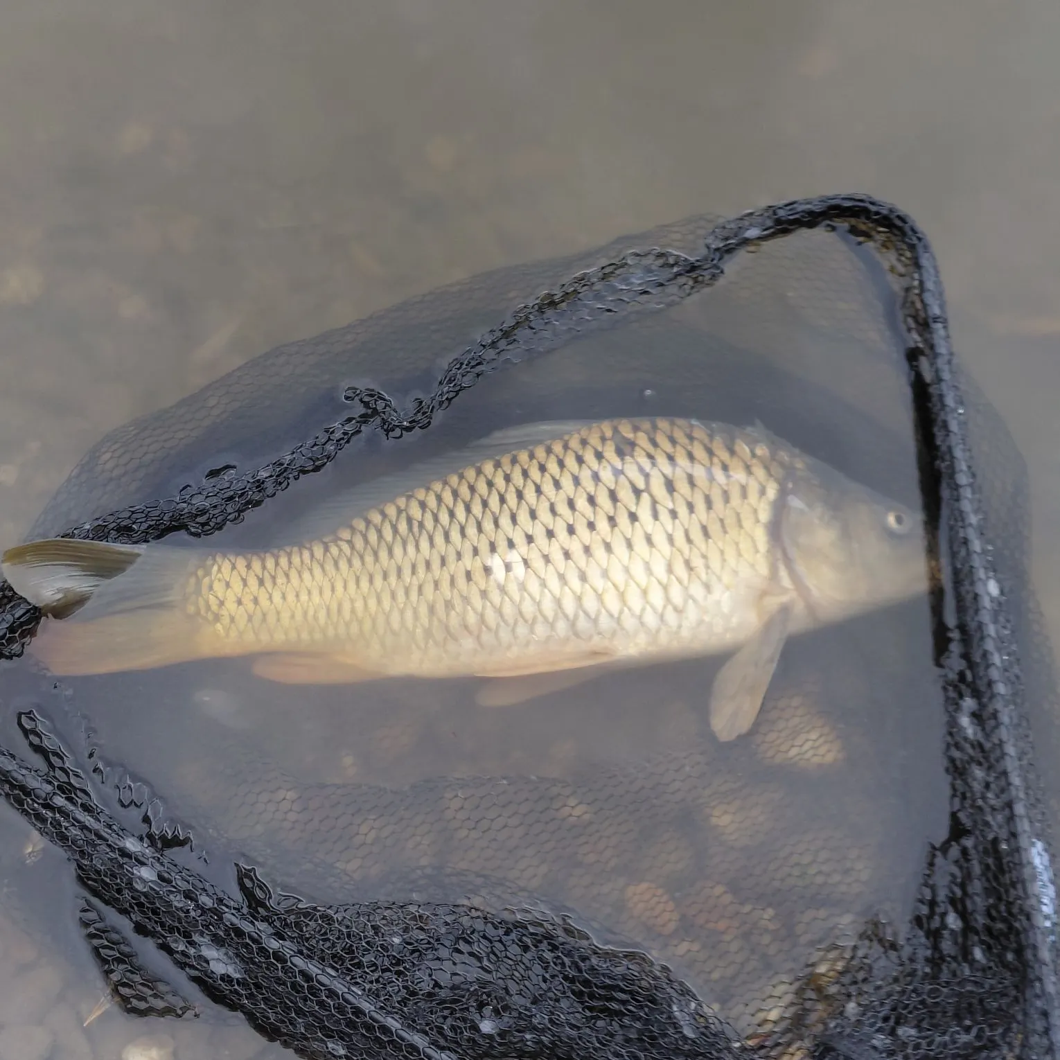Fish caught on Fishbrain
