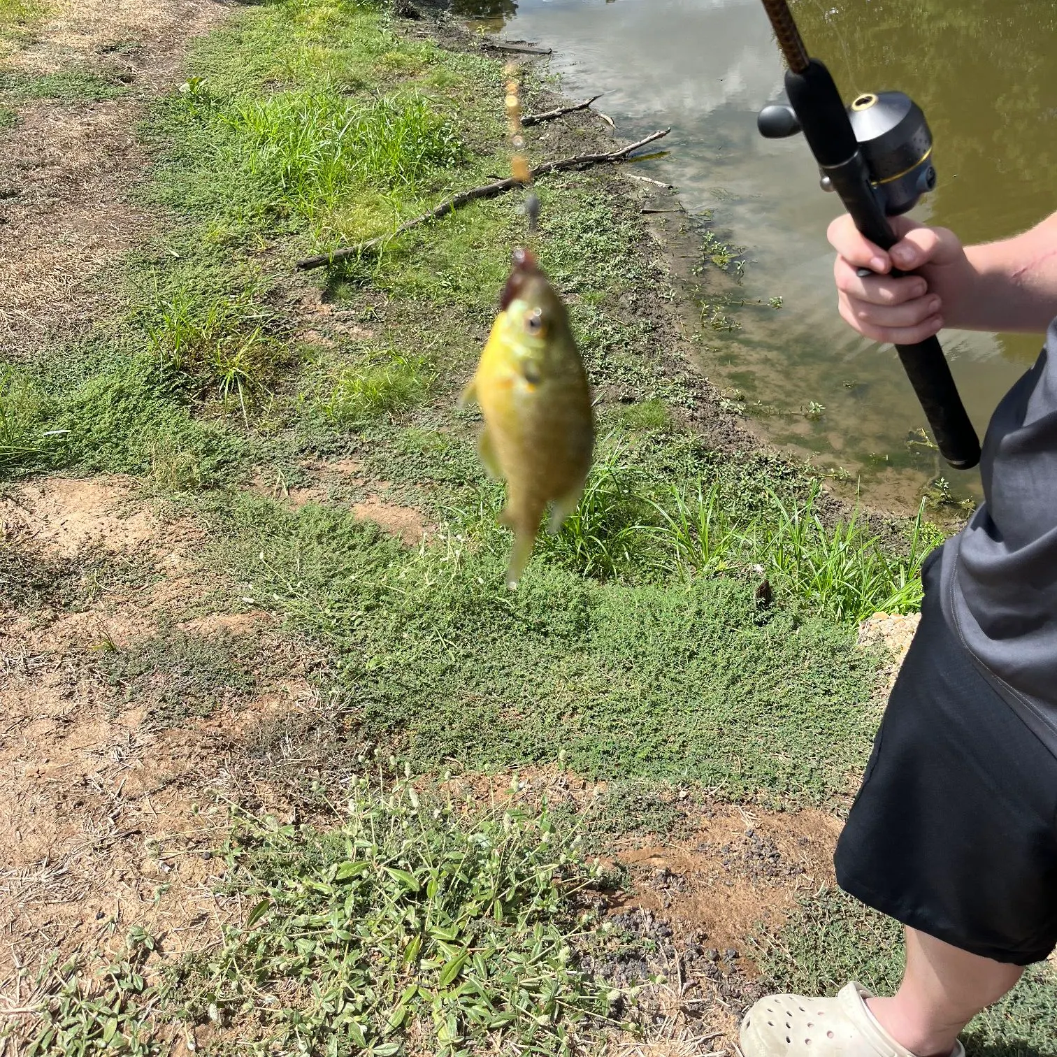 Green sunfish caught on Fishbrain
