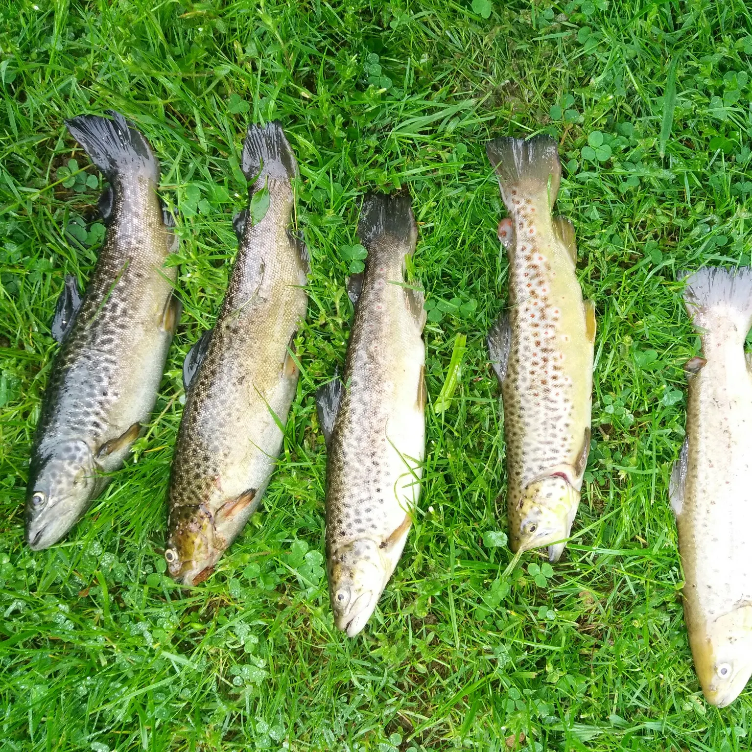 recently logged catches